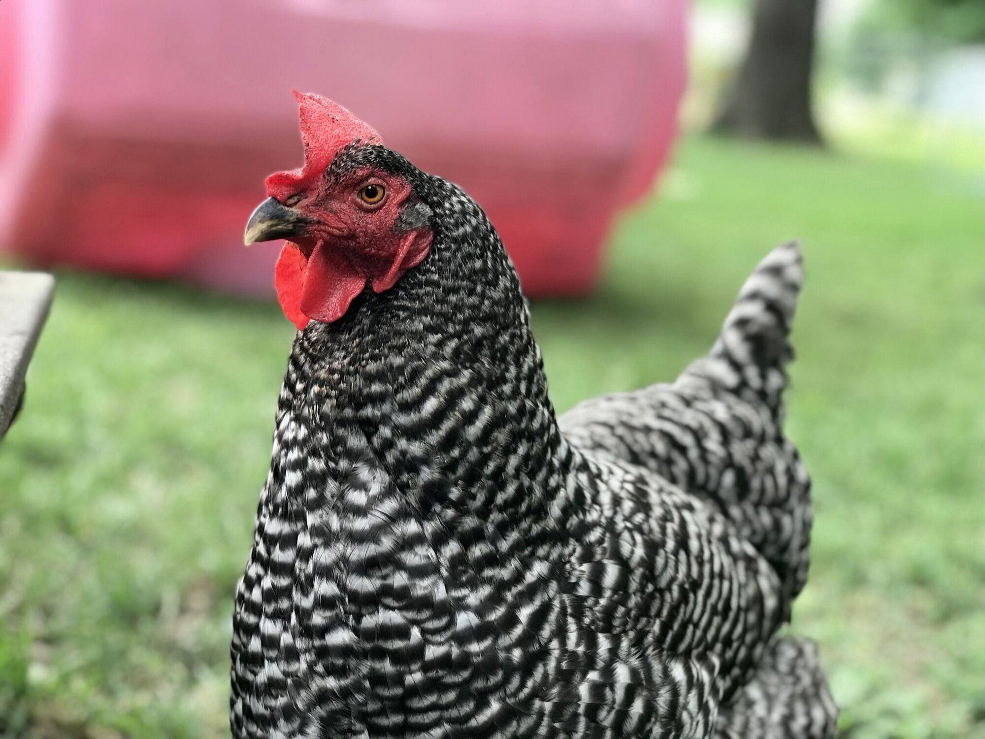Some Poultry Are Red, Some Are Blue, But Let's Not Forget, They Can Be Barred Too! 91.jpg