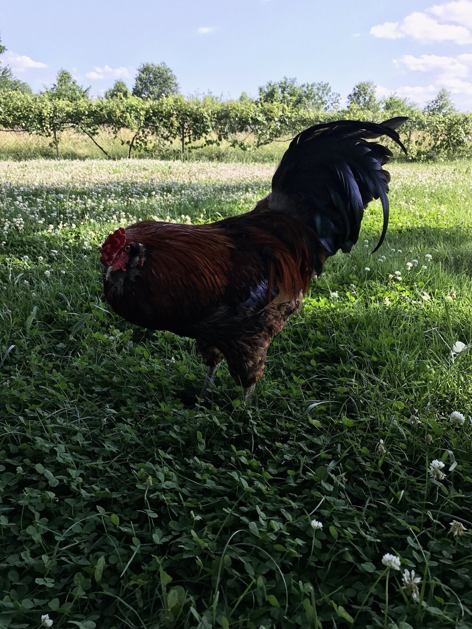 Some Poultry Are Red, Some Are Blue, But Let's Not Forget, They Can Be Barred Too! 92.jpg