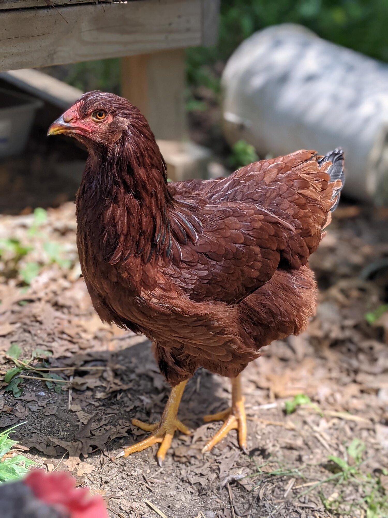 Some Poultry Are Red, Some Are Blue, But Let's Not Forget, They Can Be Barred Too! 93.jpg