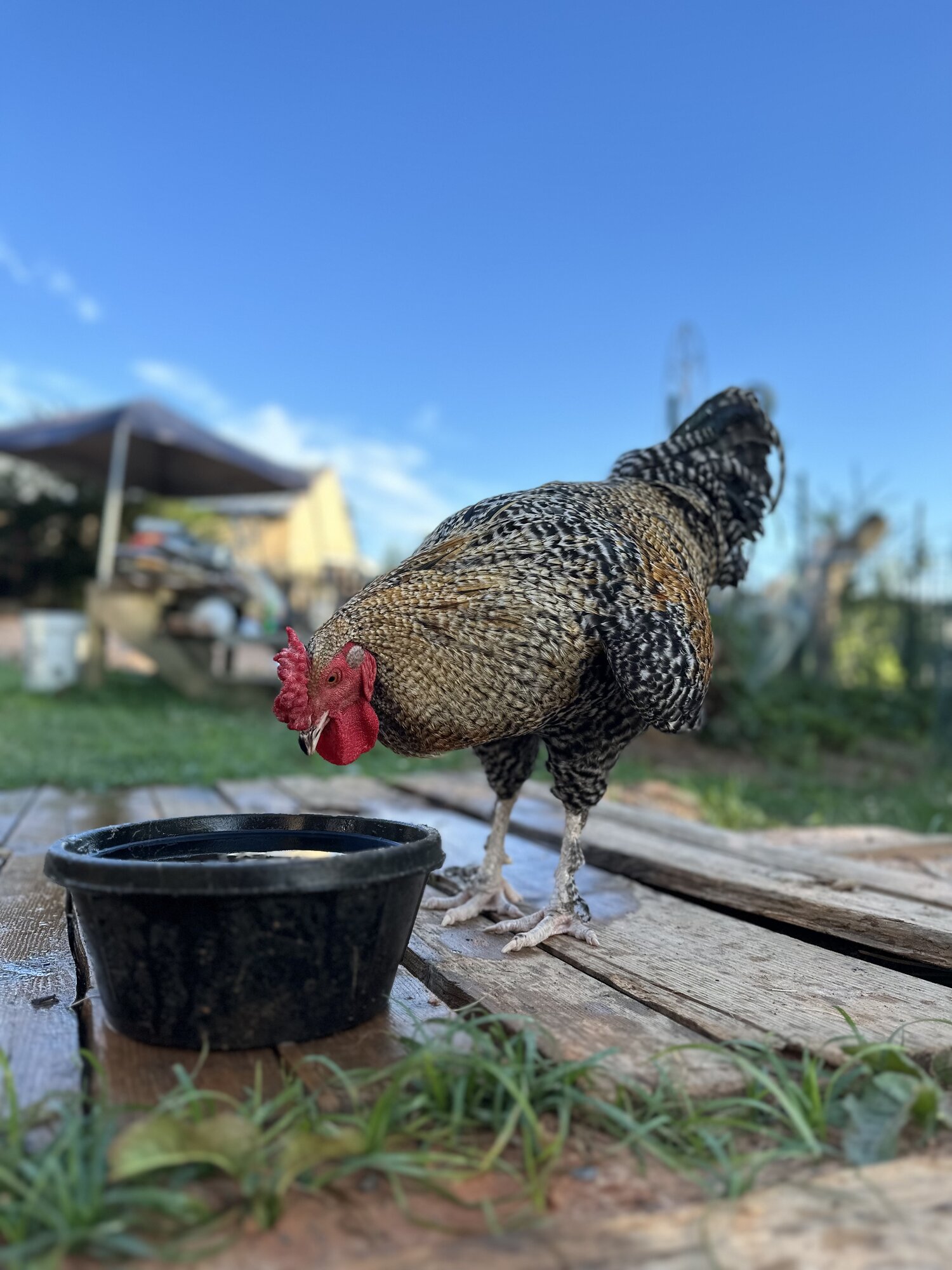 Some Poultry Are Red, Some Are Blue, But Let's Not Forget, They Can Be Barred Too! 94.jpg