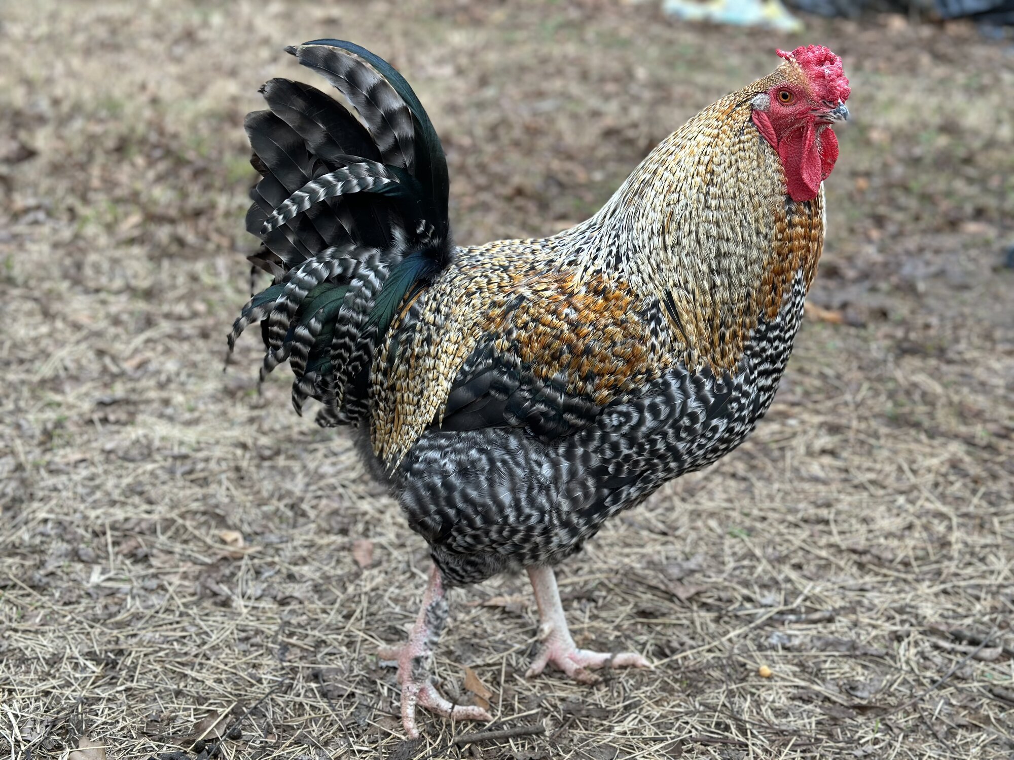 Some Poultry Are Red, Some Are Blue, But Let's Not Forget, They Can Be Barred Too! 95.jpg