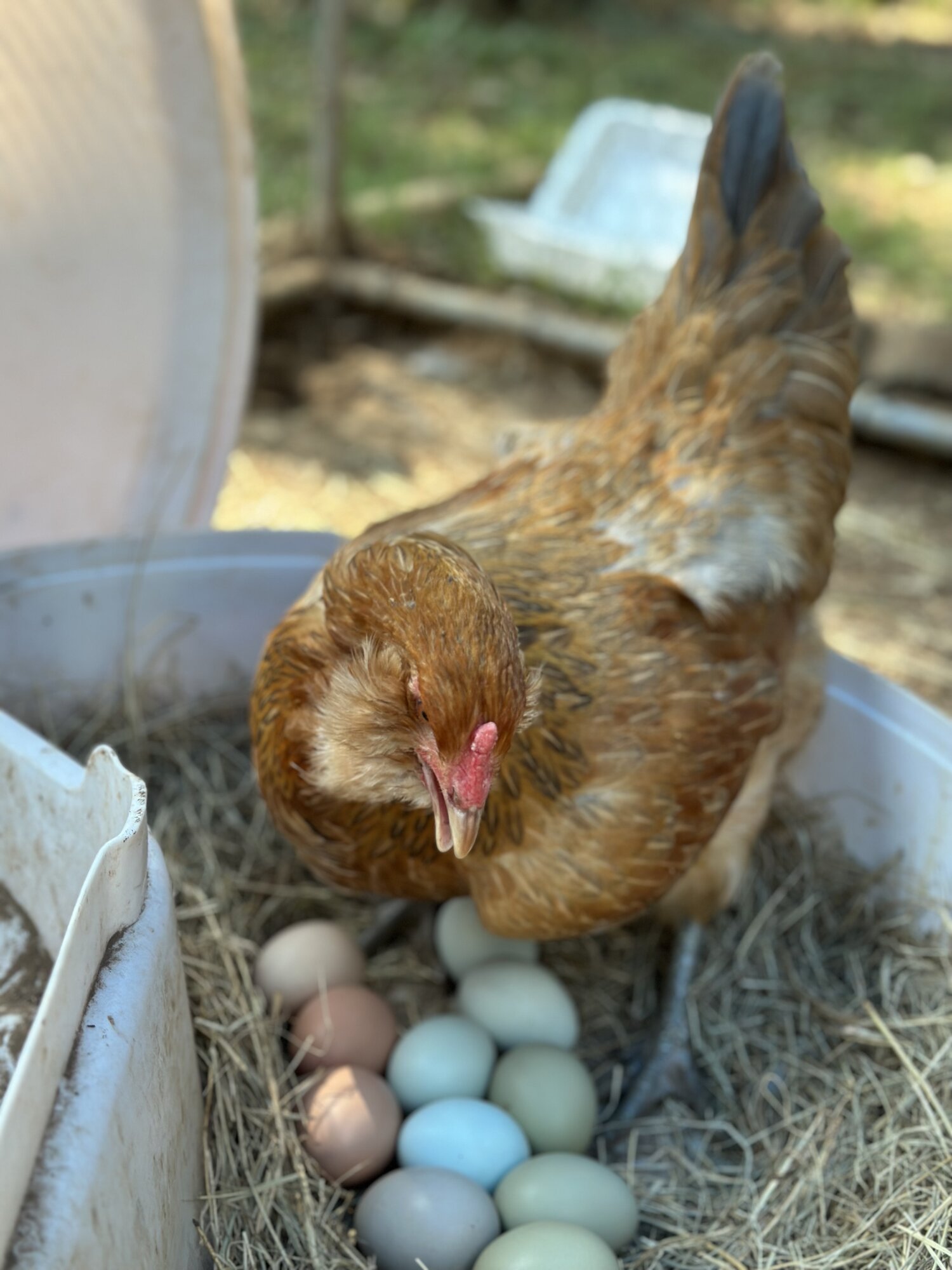 Some Poultry Are Red, Some Are Blue, But Let's Not Forget, They Can Be Barred Too! 96.jpg