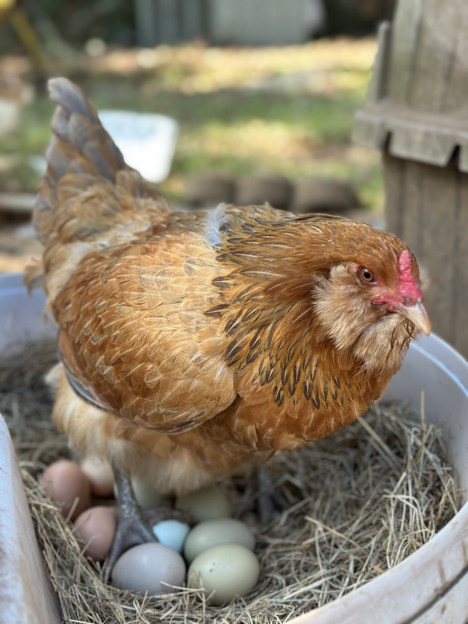 Some Poultry Are Red, Some Are Blue, But Let's Not Forget, They Can Be Barred Too! 97.jpg