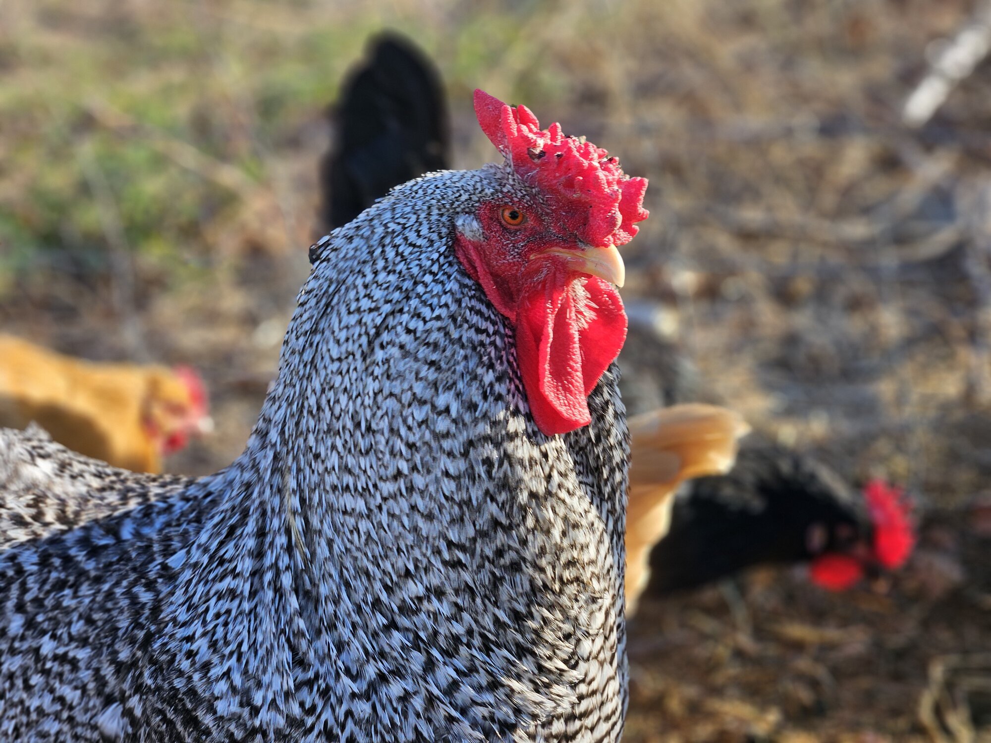 Some Poultry Are Red, Some Are Blue, But Let's Not Forget, They Can Be Barred Too! 98.jpg