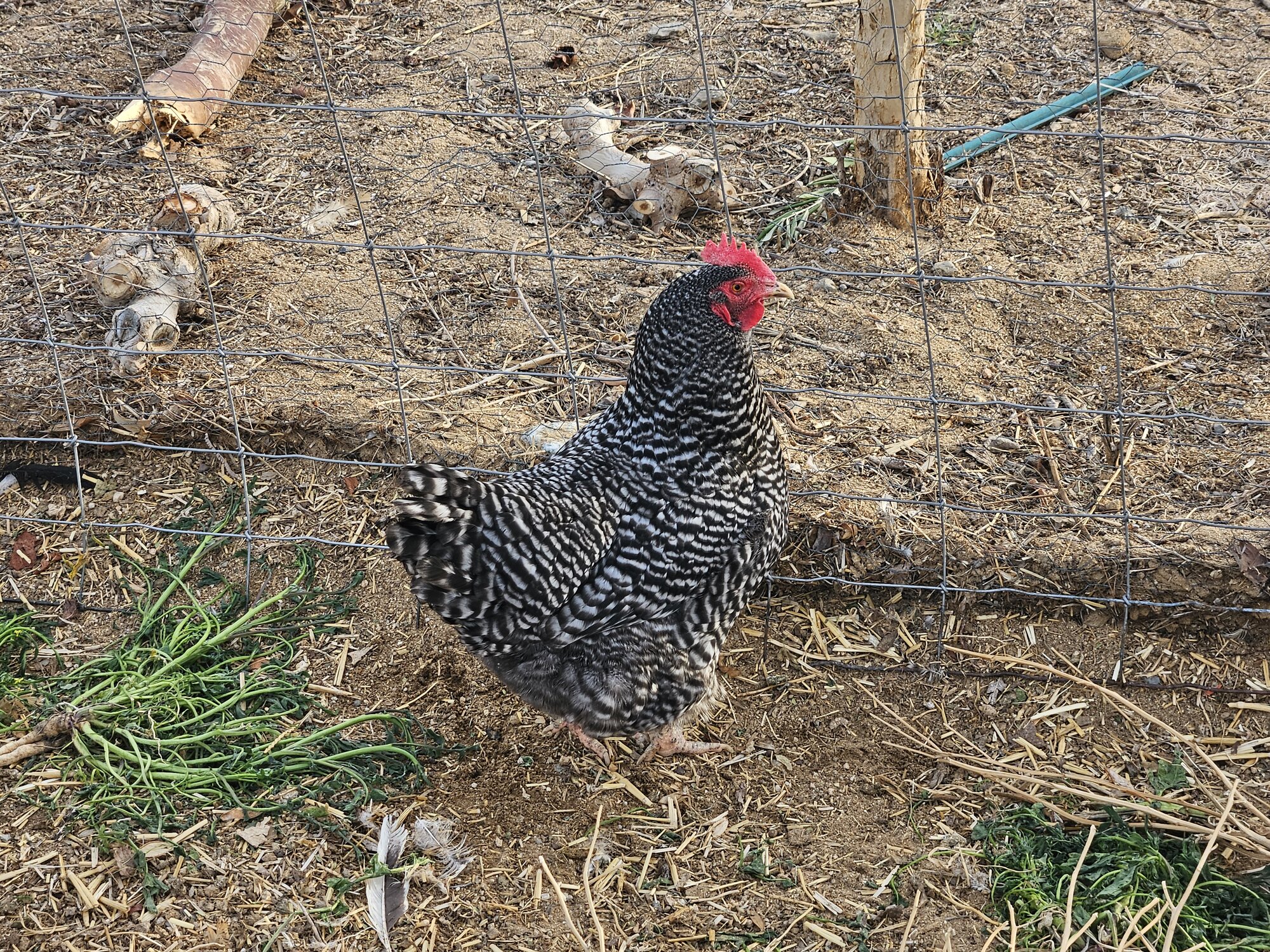 Some Poultry Are Red, Some Are Blue, But Let's Not Forget, They Can Be Barred Too! 99.jpg