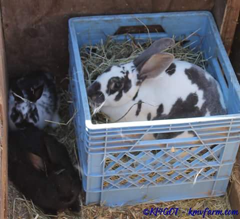 Some rabbits in my colony.