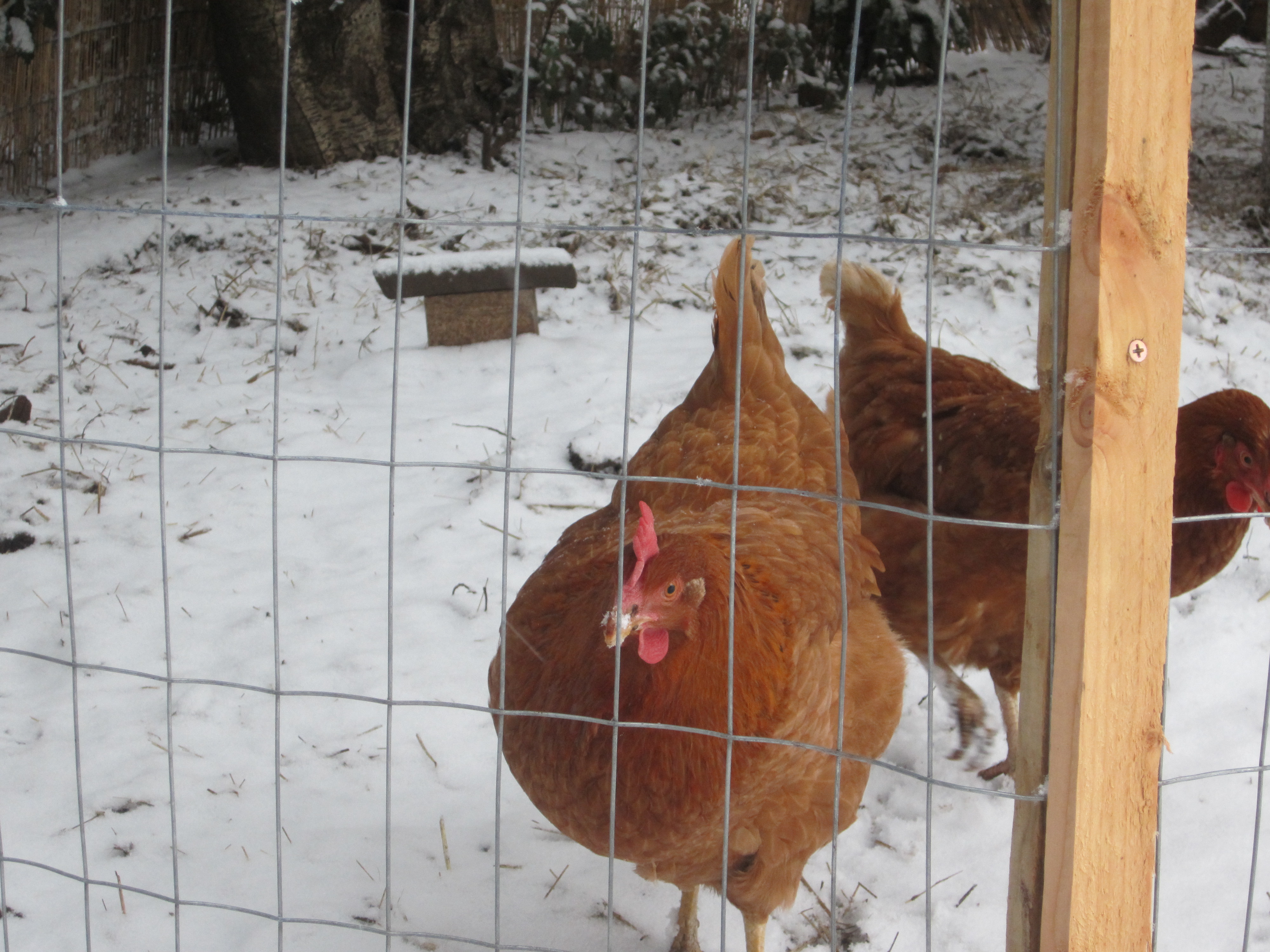 Some rare snow for our area. It stuck around for a good couple of weeks.