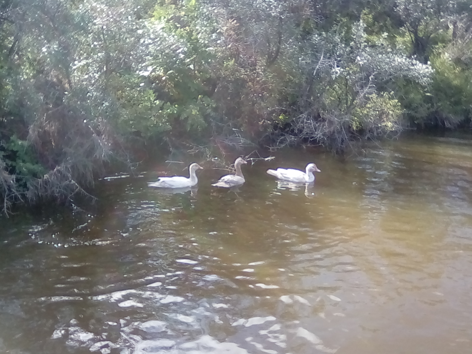 Some Scovies taking a swim in the creek