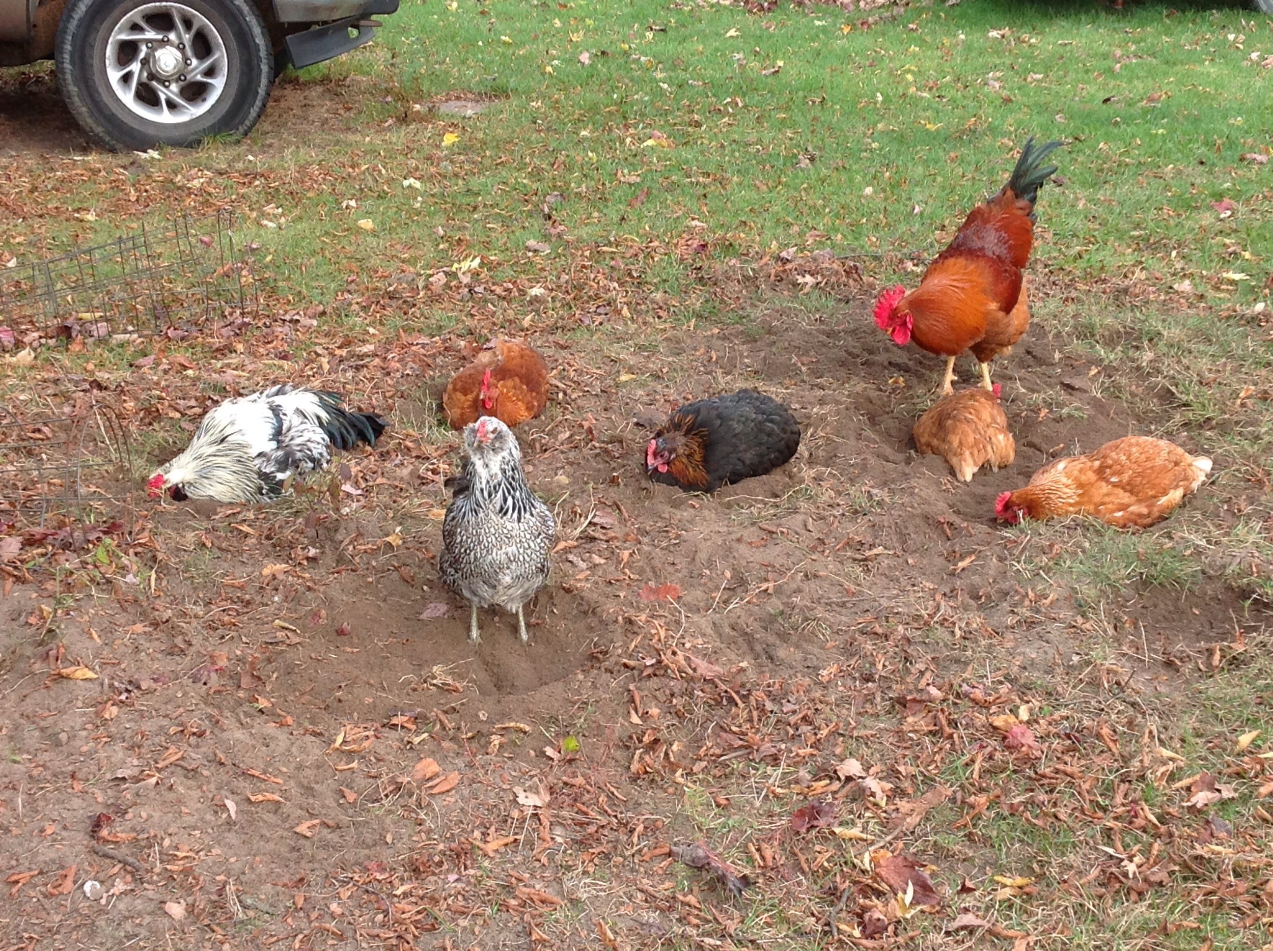 Some serious dust bathing going on! And Spaz stopping to pose