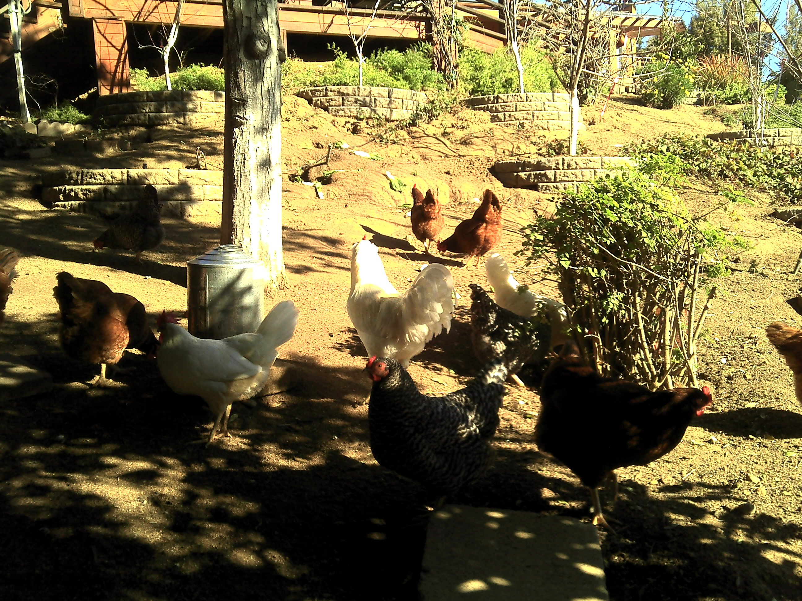 Some shady chickens.