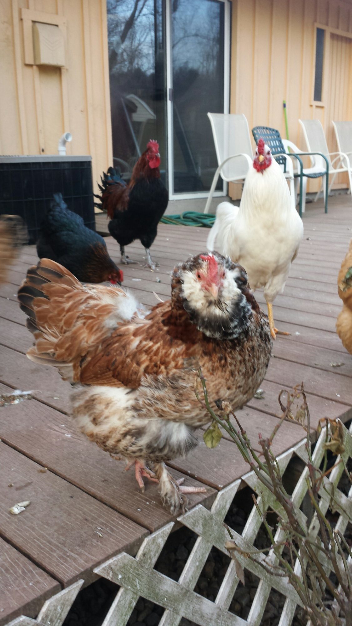 Some waiting for me to do the morning shores (water and food)  and treats!