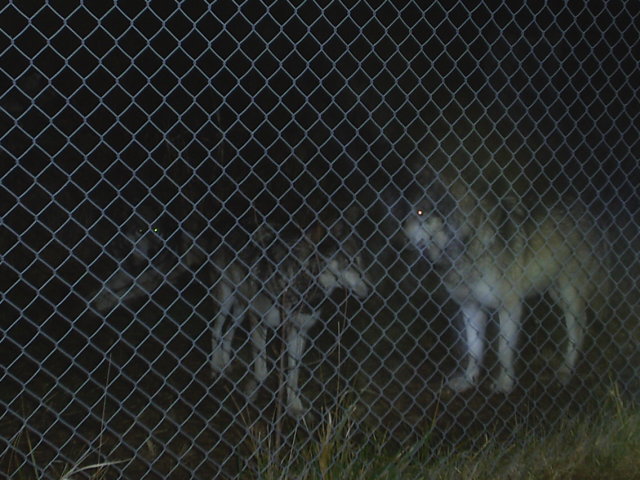Some wolves my friend and I went to go see at this one place. I do believe that those two are Matsi and Kita, but I can't see them too well.