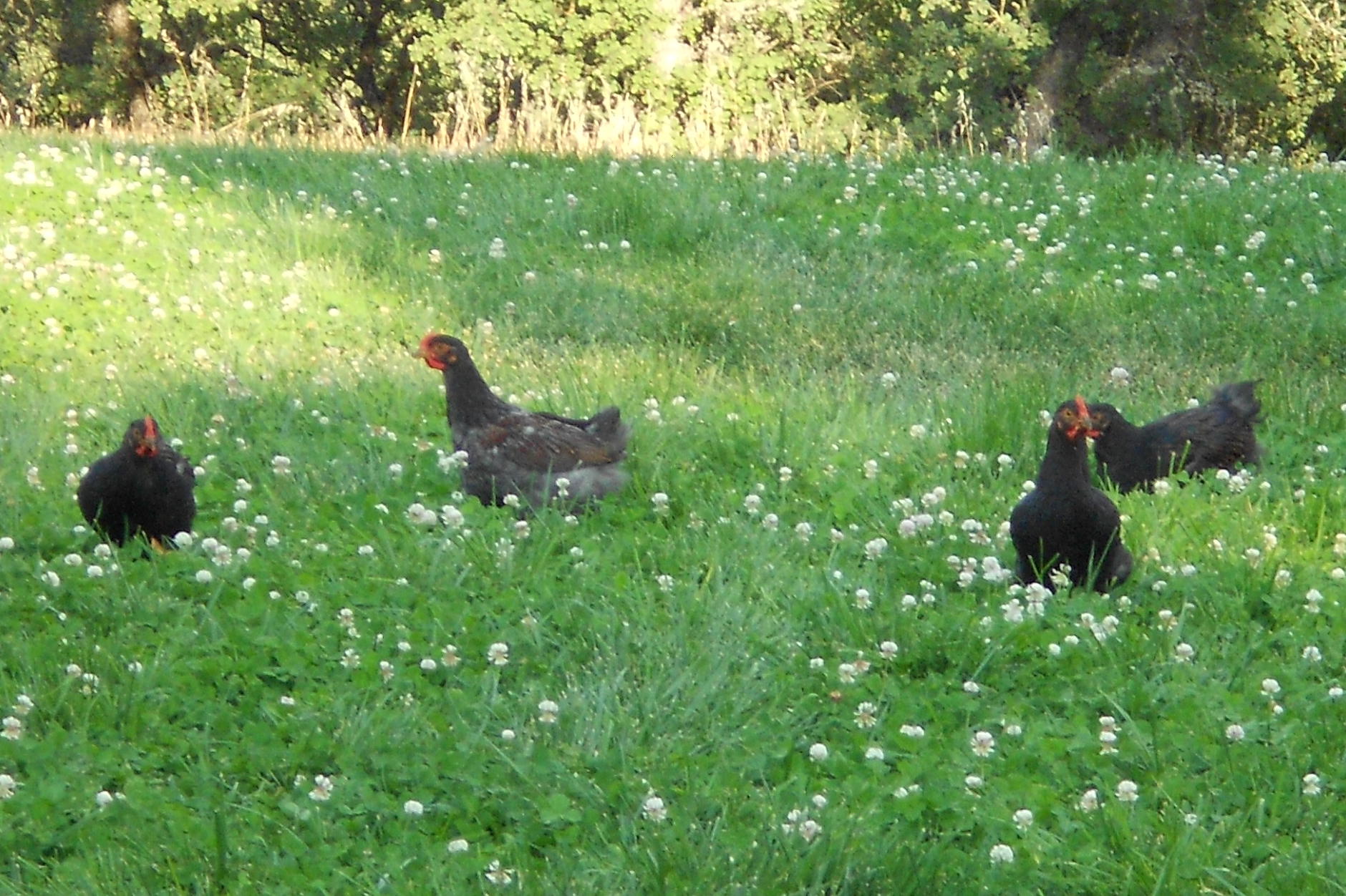 some young cockerels loving the clover