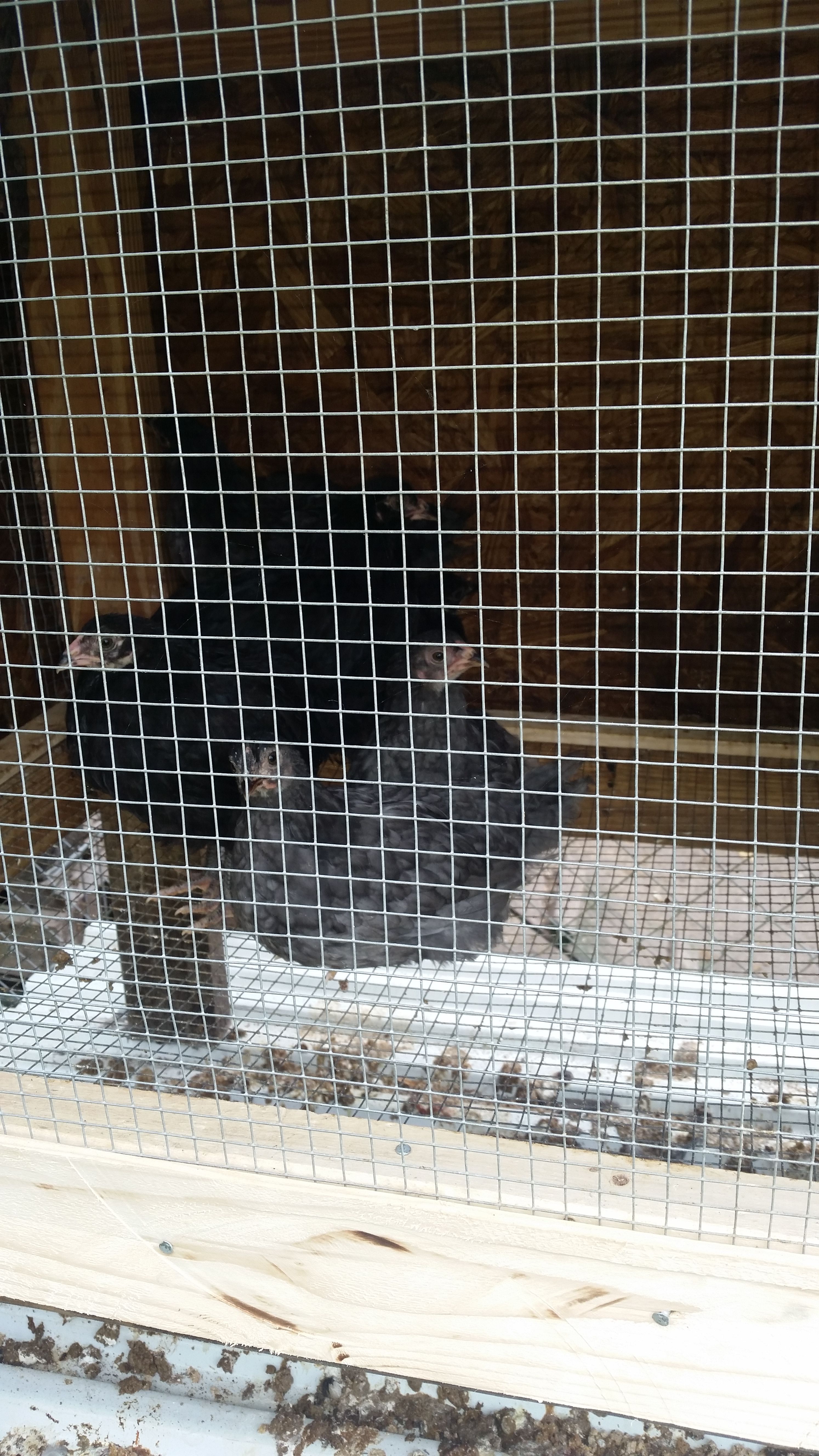 Some young Easter Eggers