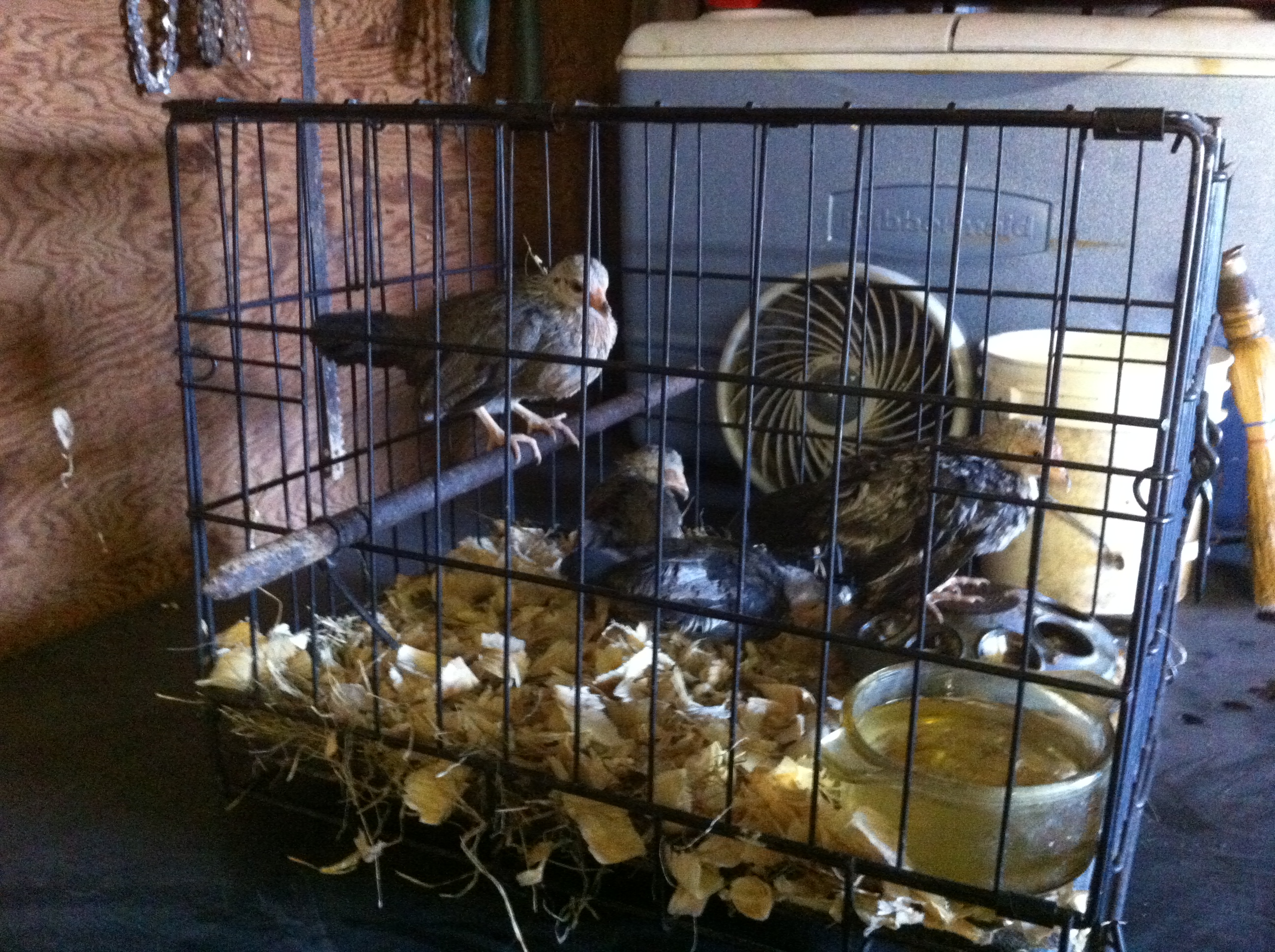 someone gave me 4  two month old duckwing chicks