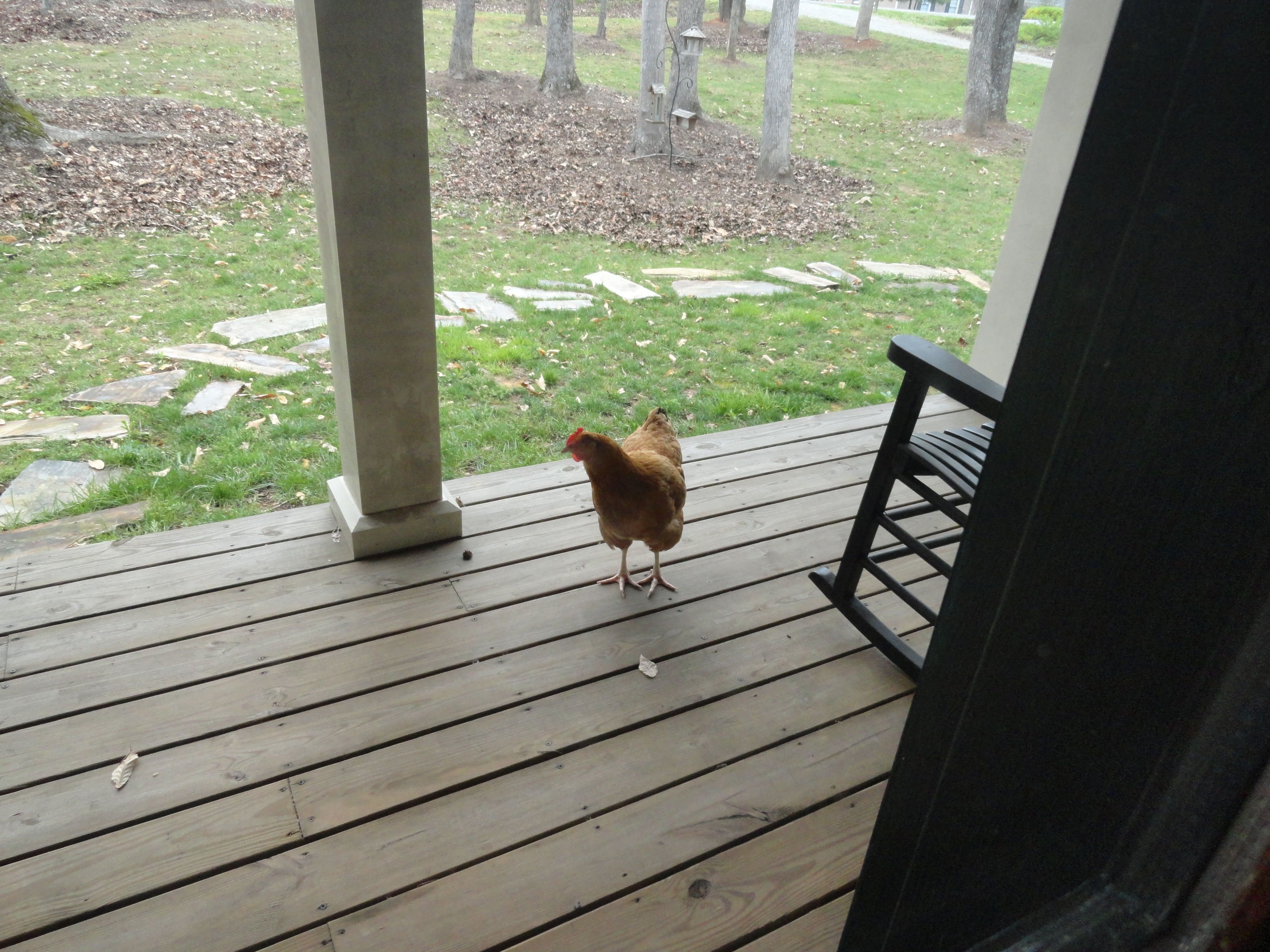 Someone is at the front door!  Who is it??