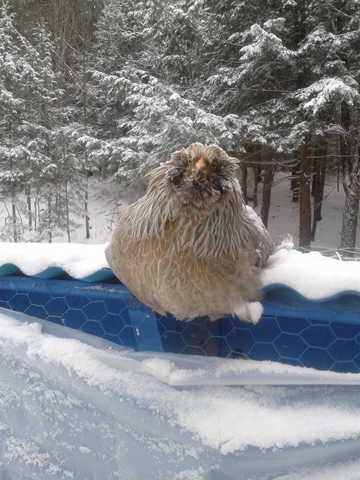 Someone is regretting her choice to go out in the snow.  My Easter Egger pullet, glaring at me for laughing at her before rescuing her and putting her back in the covered run.