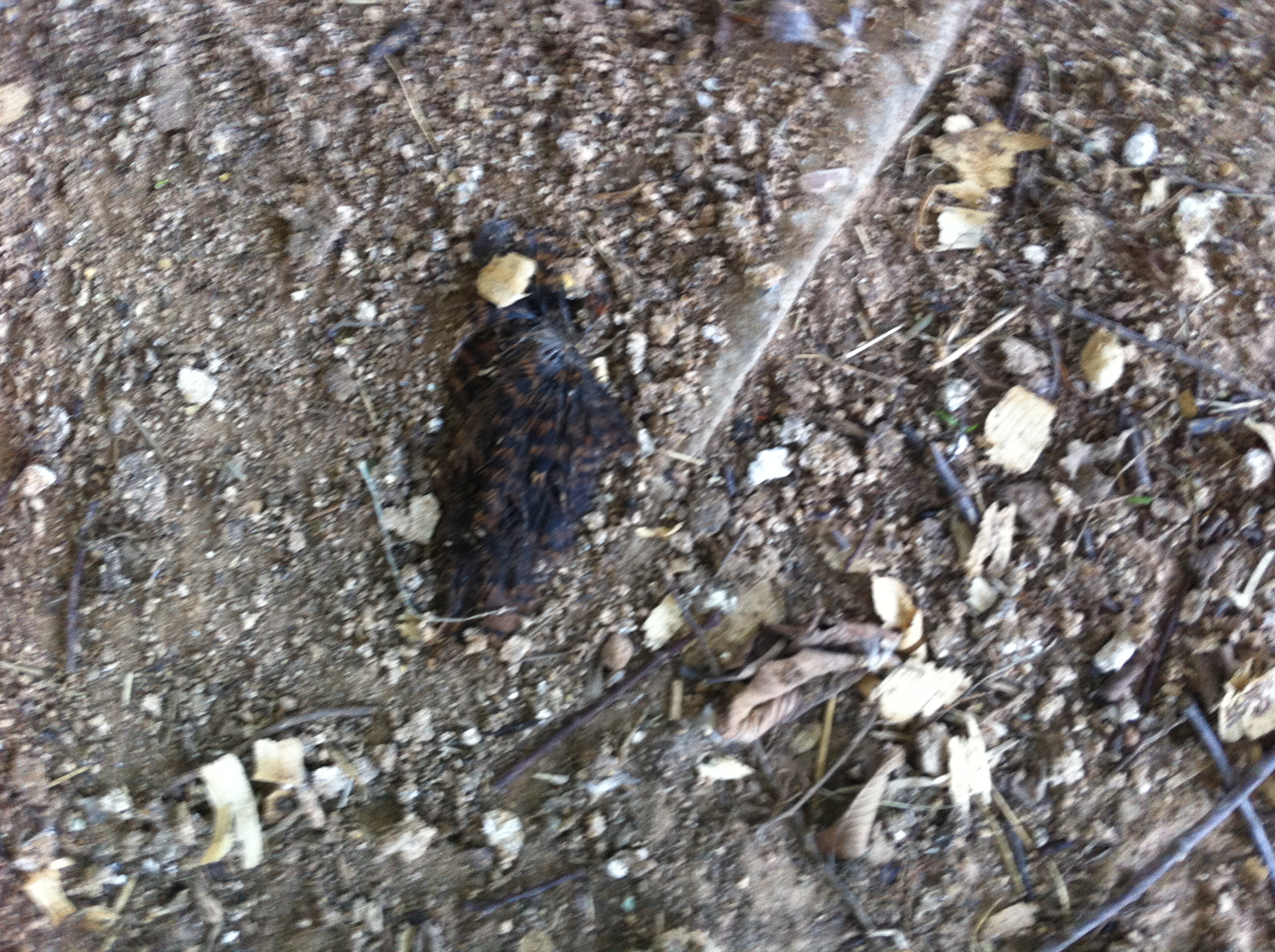 something got the chickens. I think it was a raccoon.