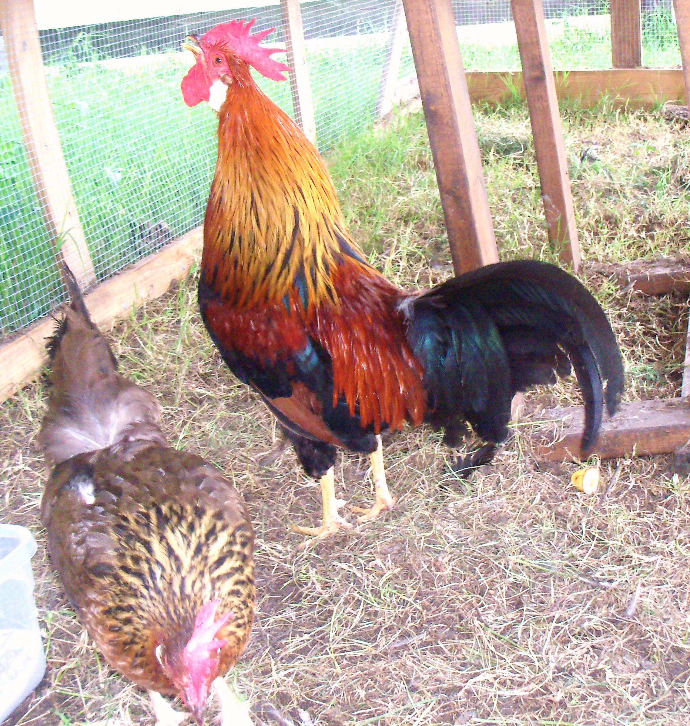 Something to crow about ...