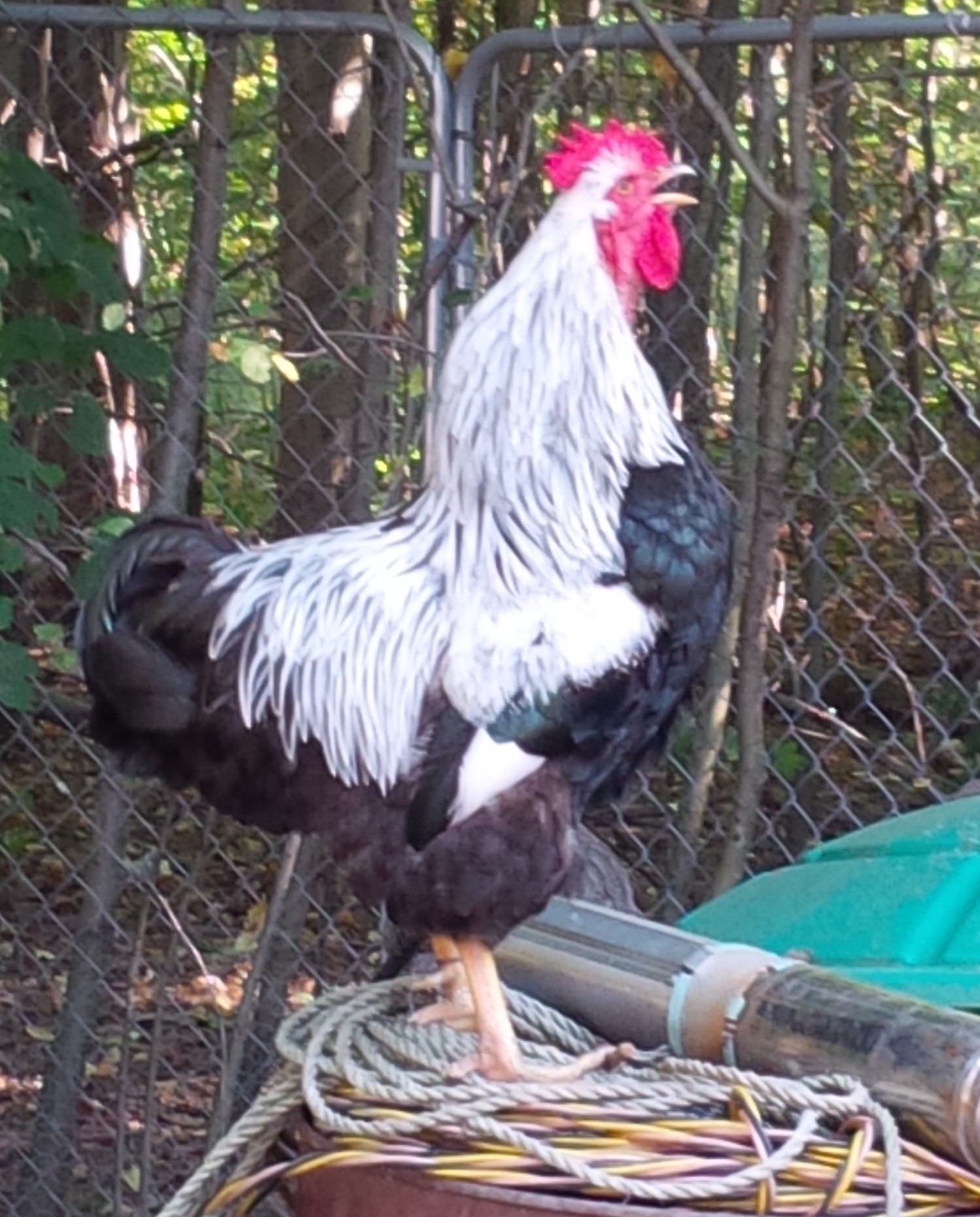 Something to crow about