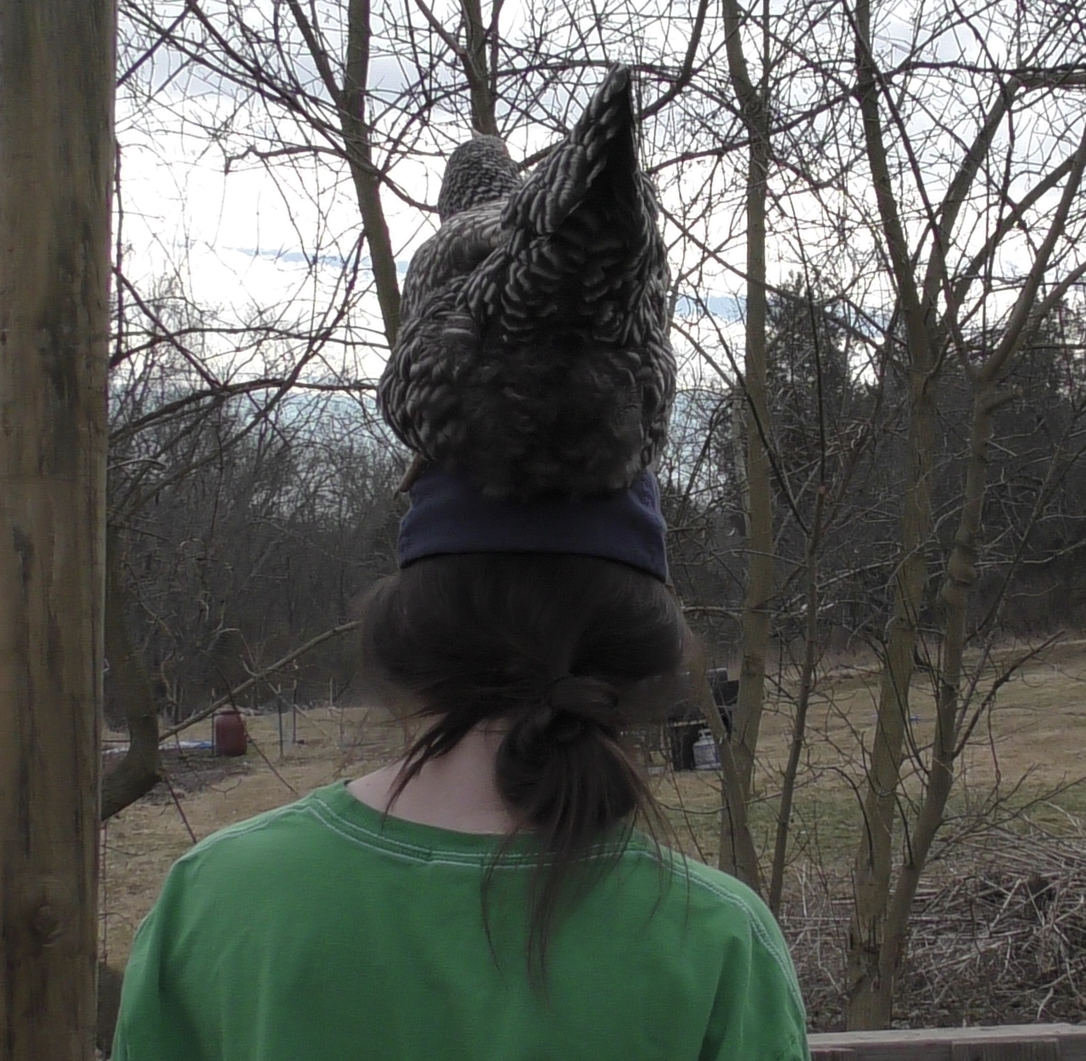 Sometimes I think I am a crazy chicken lady
