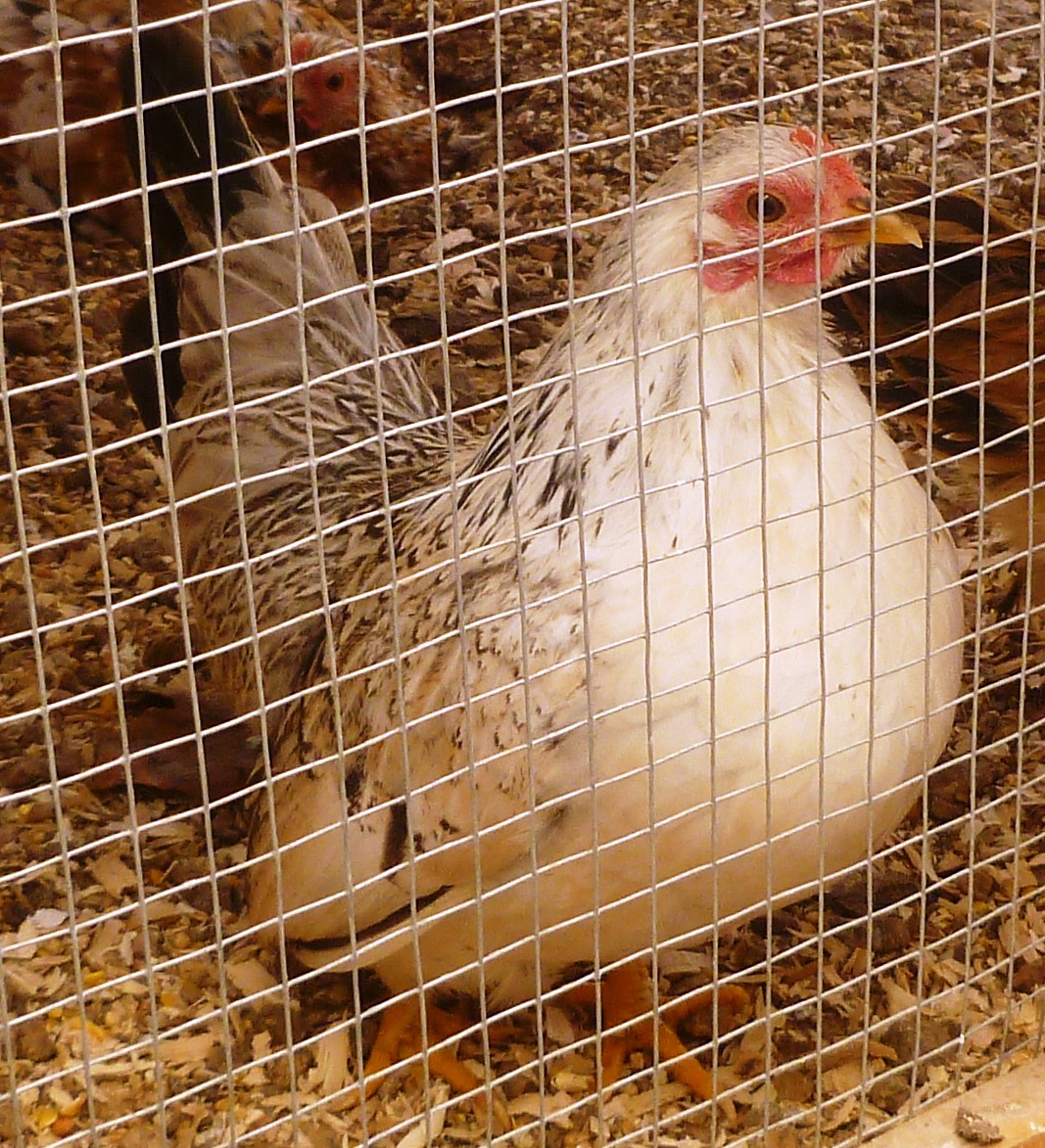 Sometimes...when breeding, you have to select a hen with a very dominant trait...here is a serama selected for her "full" breast 2012 chick