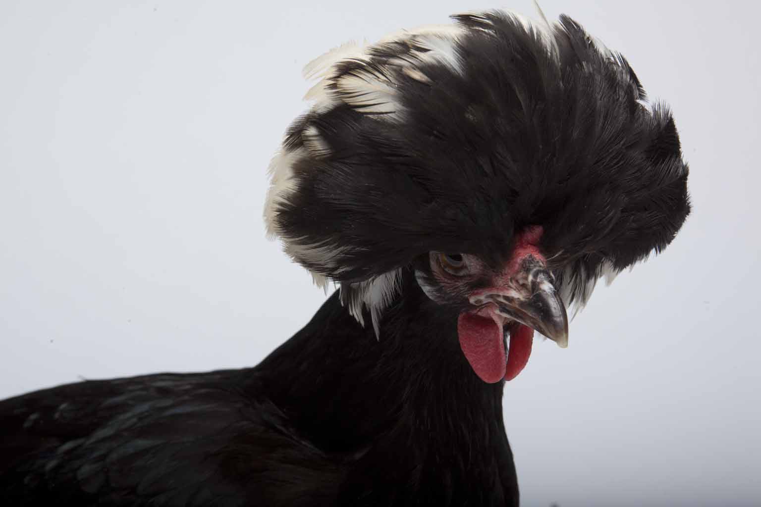 Sonia giving us the evil eye-not a happy hen.