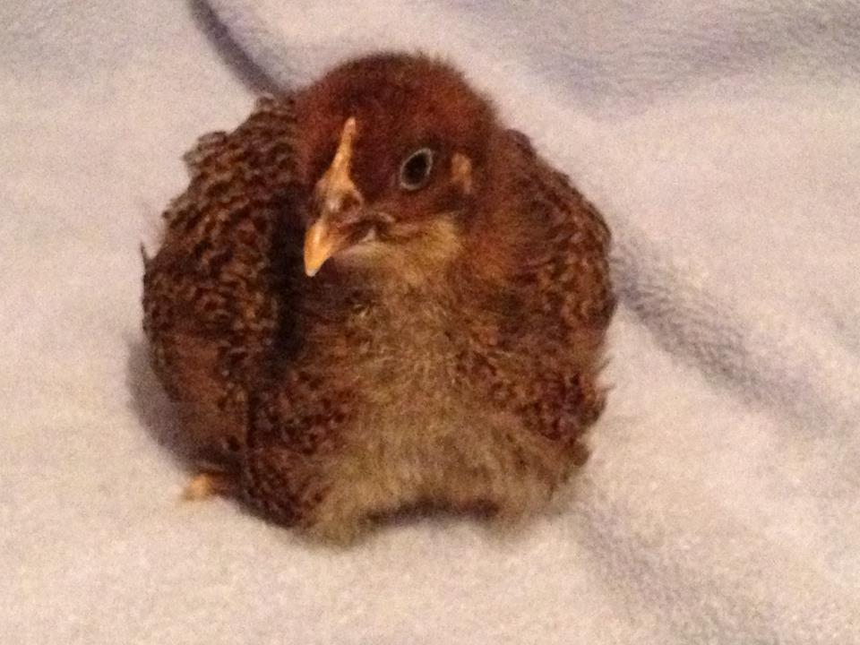 Sonic our Partridge Plymouth Rock....Sonic is supposed to be a Hen but its looking like she may be a he