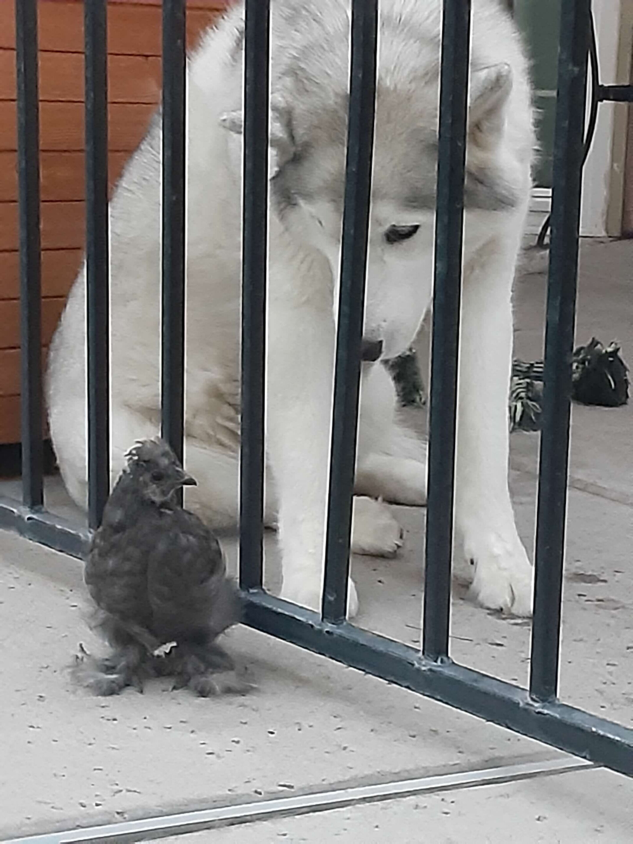 Sonic Visiting Shadow Behind Bars