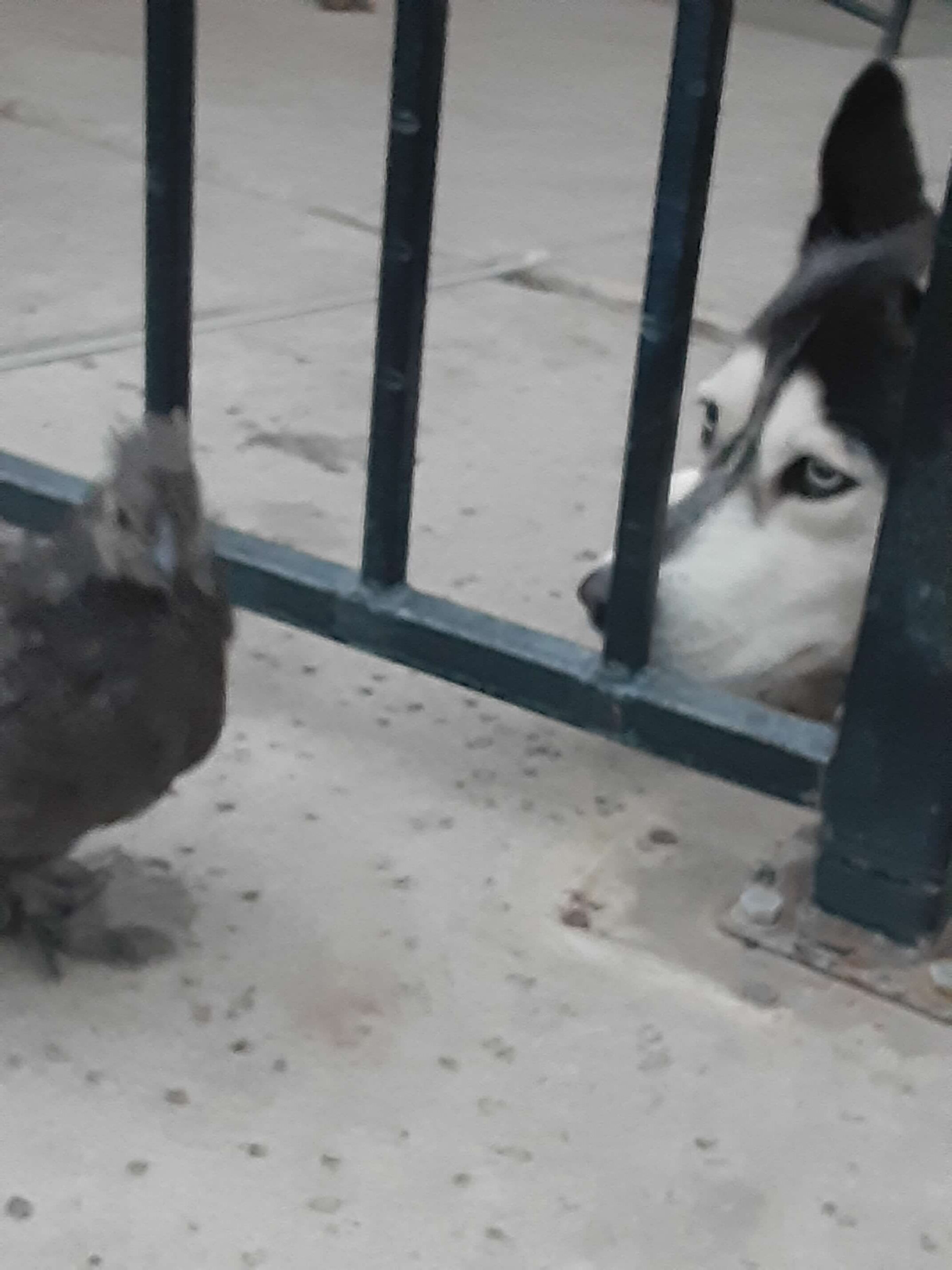 Sonic Visiting Stella