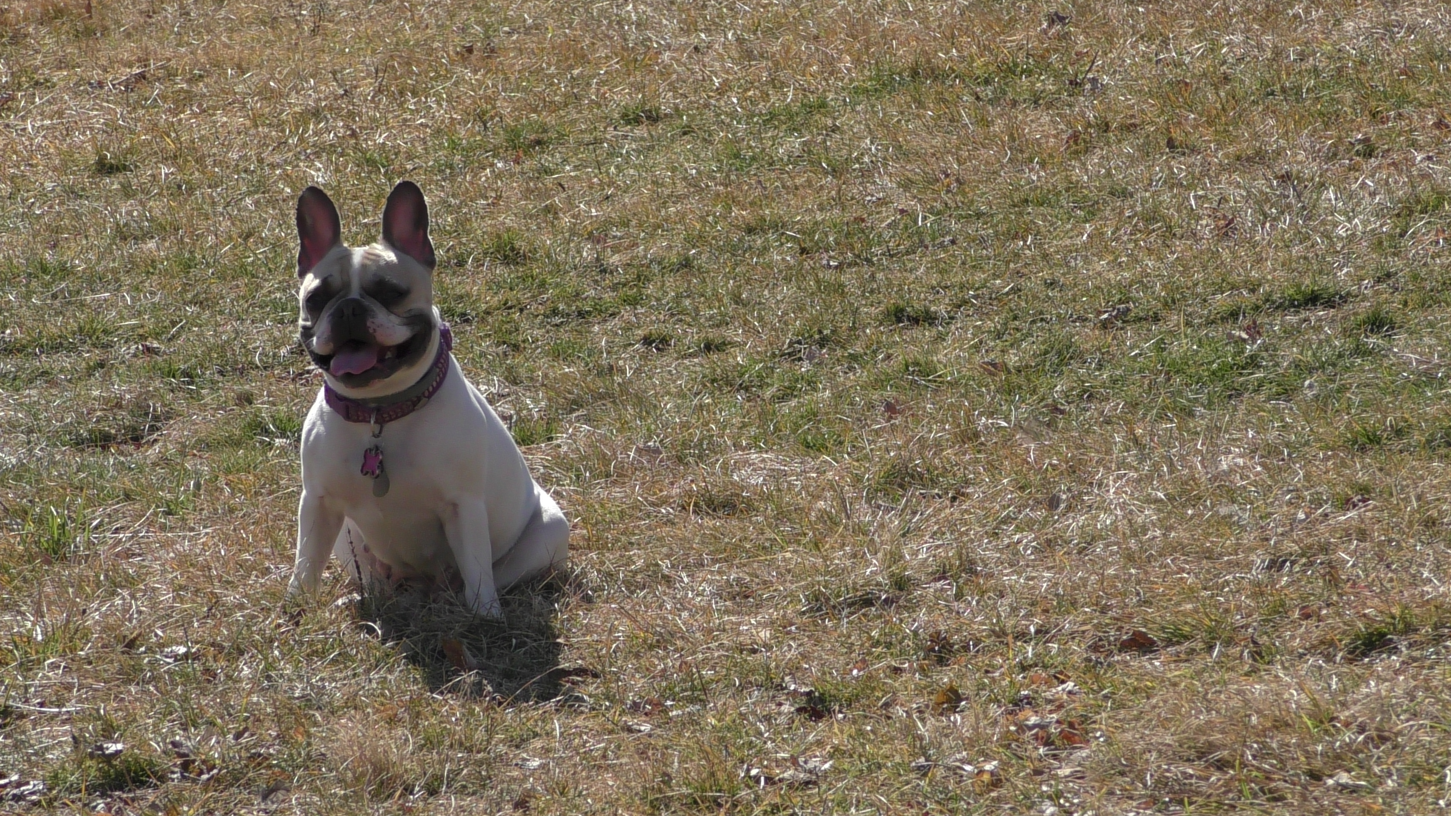 Sonny- French Bulldog