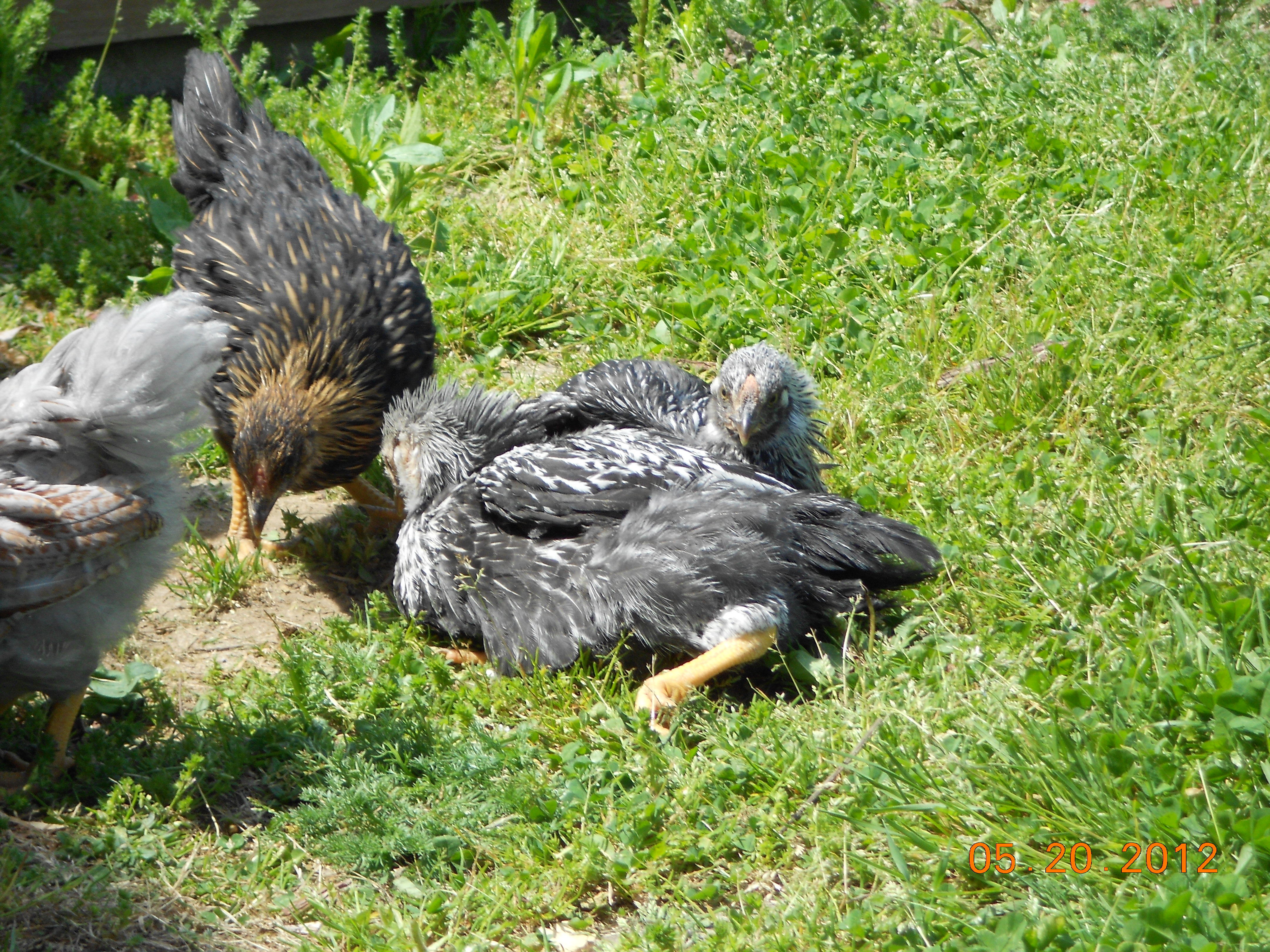 soon as they stepped out in the sun.. they would just drop and lay down on one side
