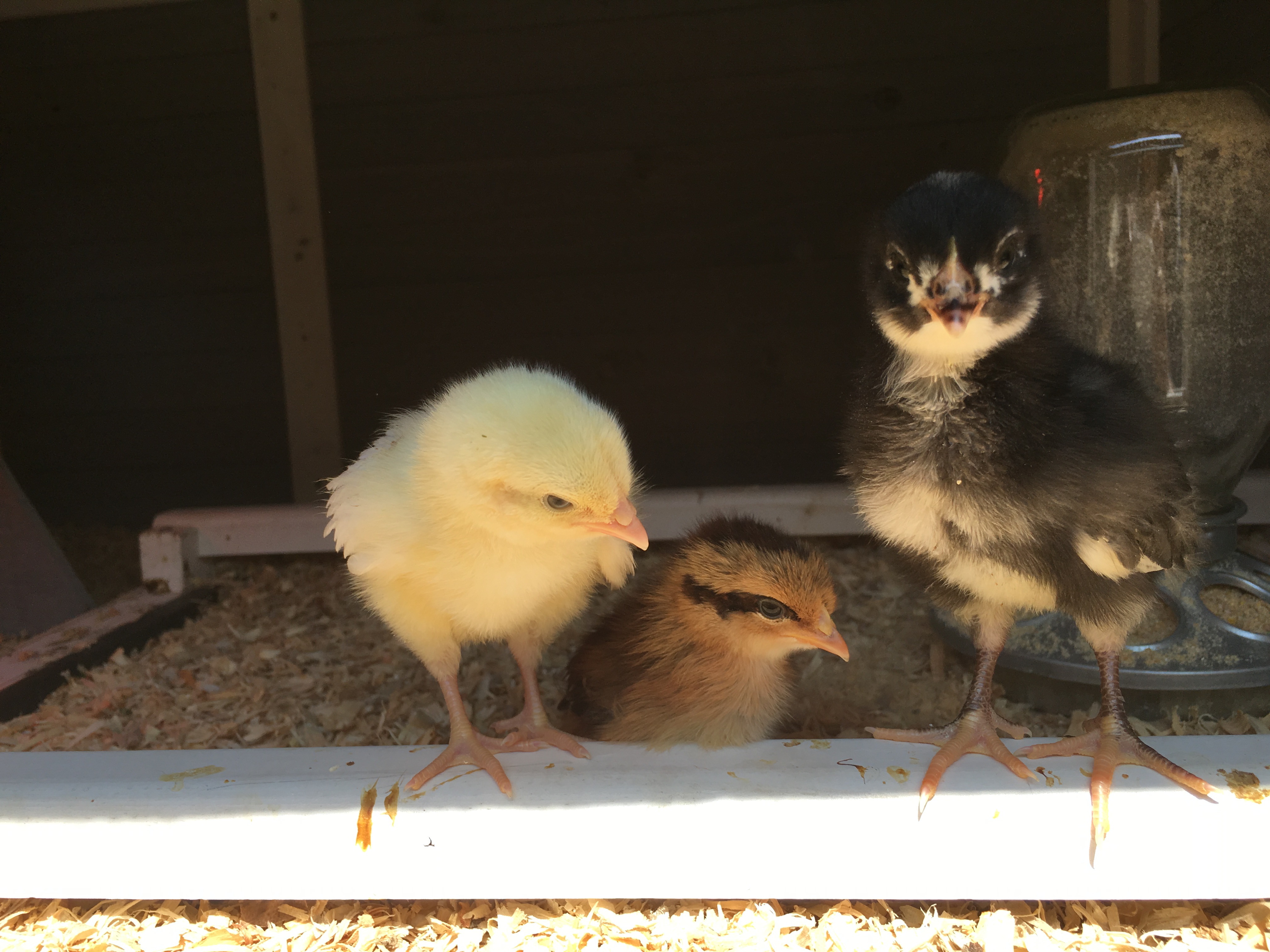 Sophia, Hazel, and Cutie just saying hello.