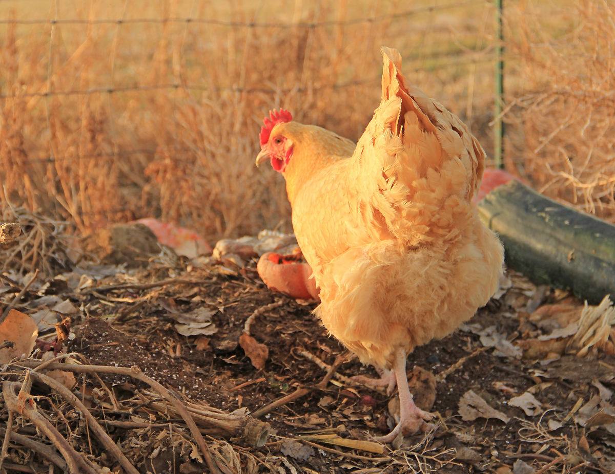 Sophia inspecting the compost heap