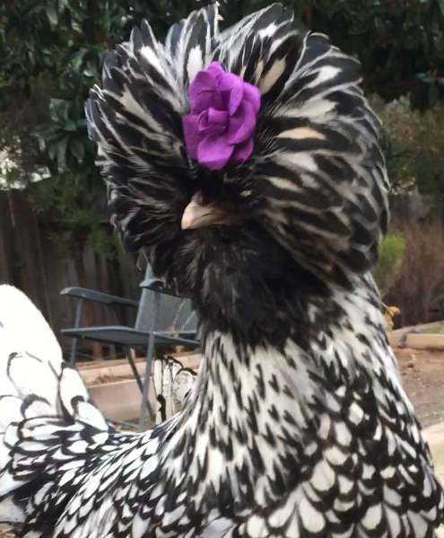 Sophia posing with a flower clipped in her feathers.