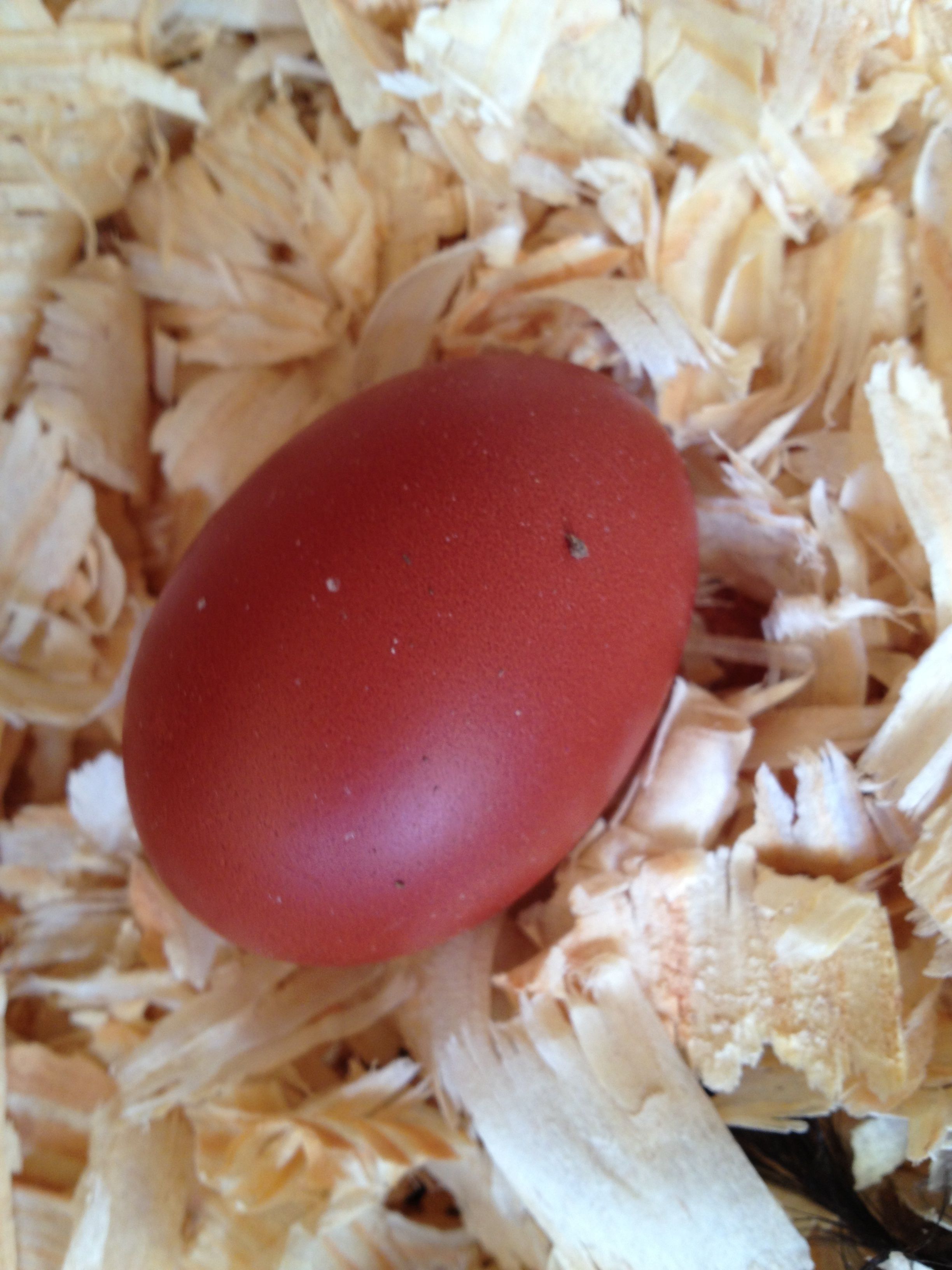 Sophia's first egg ever :)