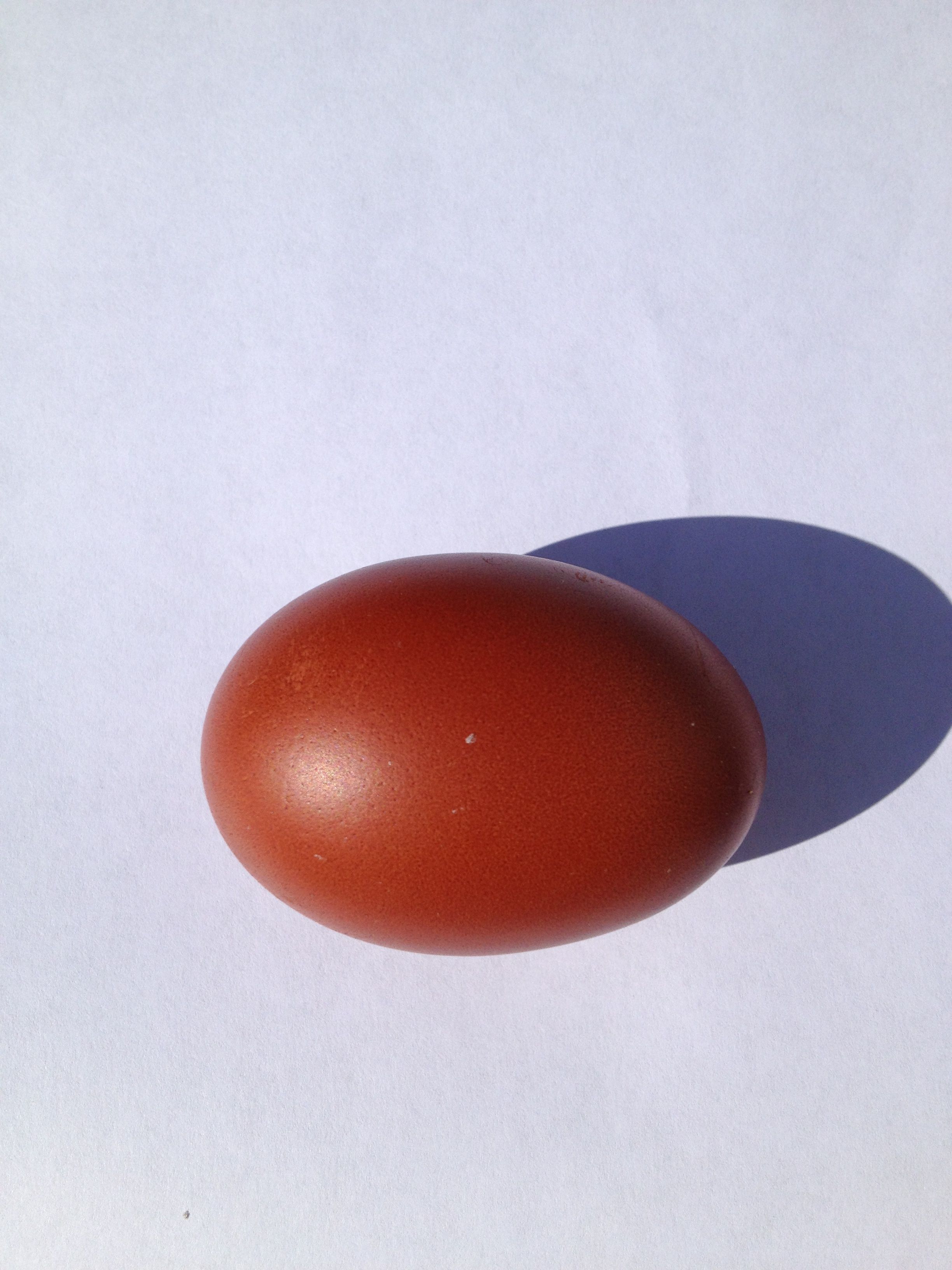 Sophia's first egg on white paper in sun