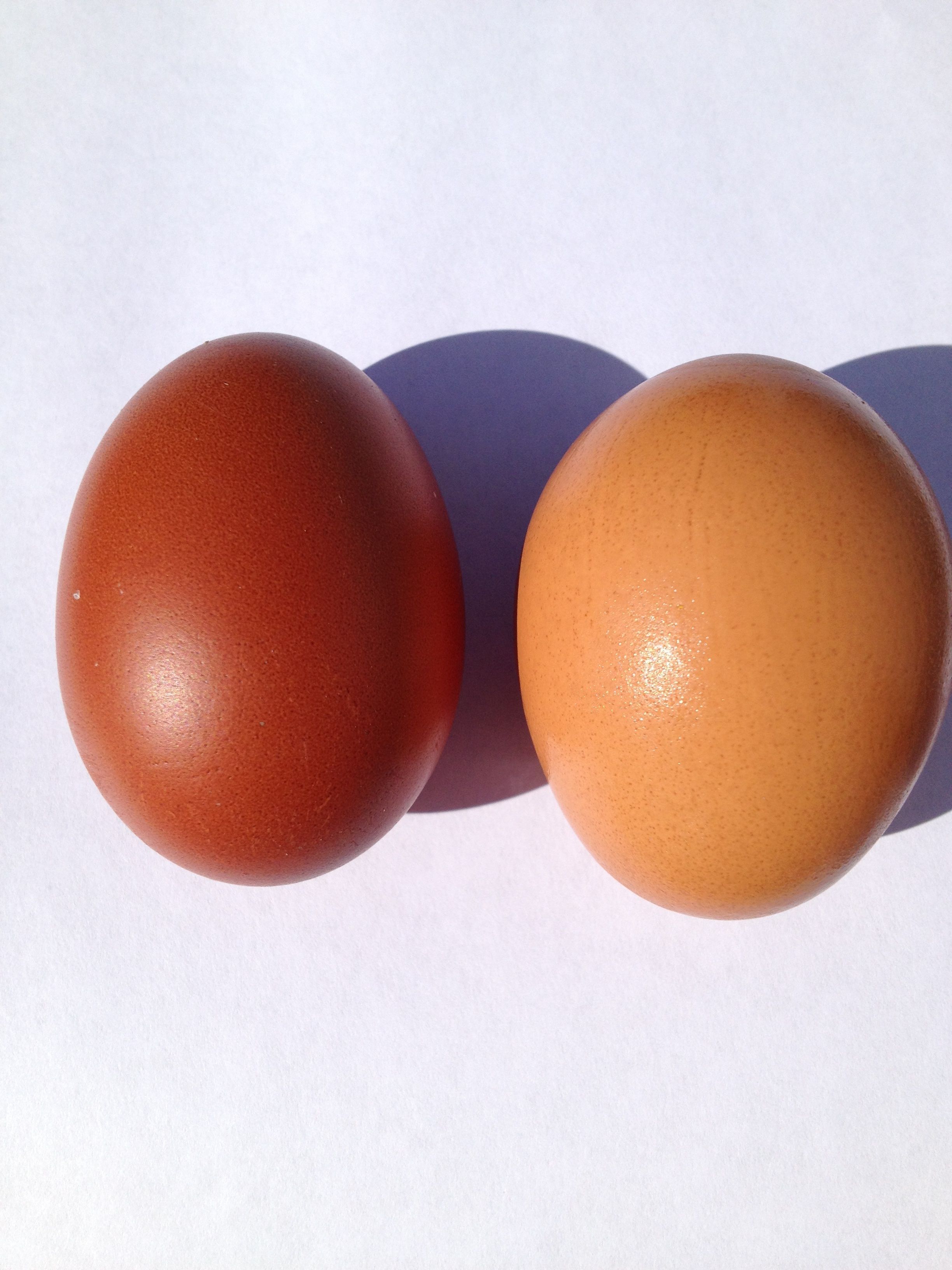 Sophia's first egg with the darkest brown store egg in the fridge on white copy paper