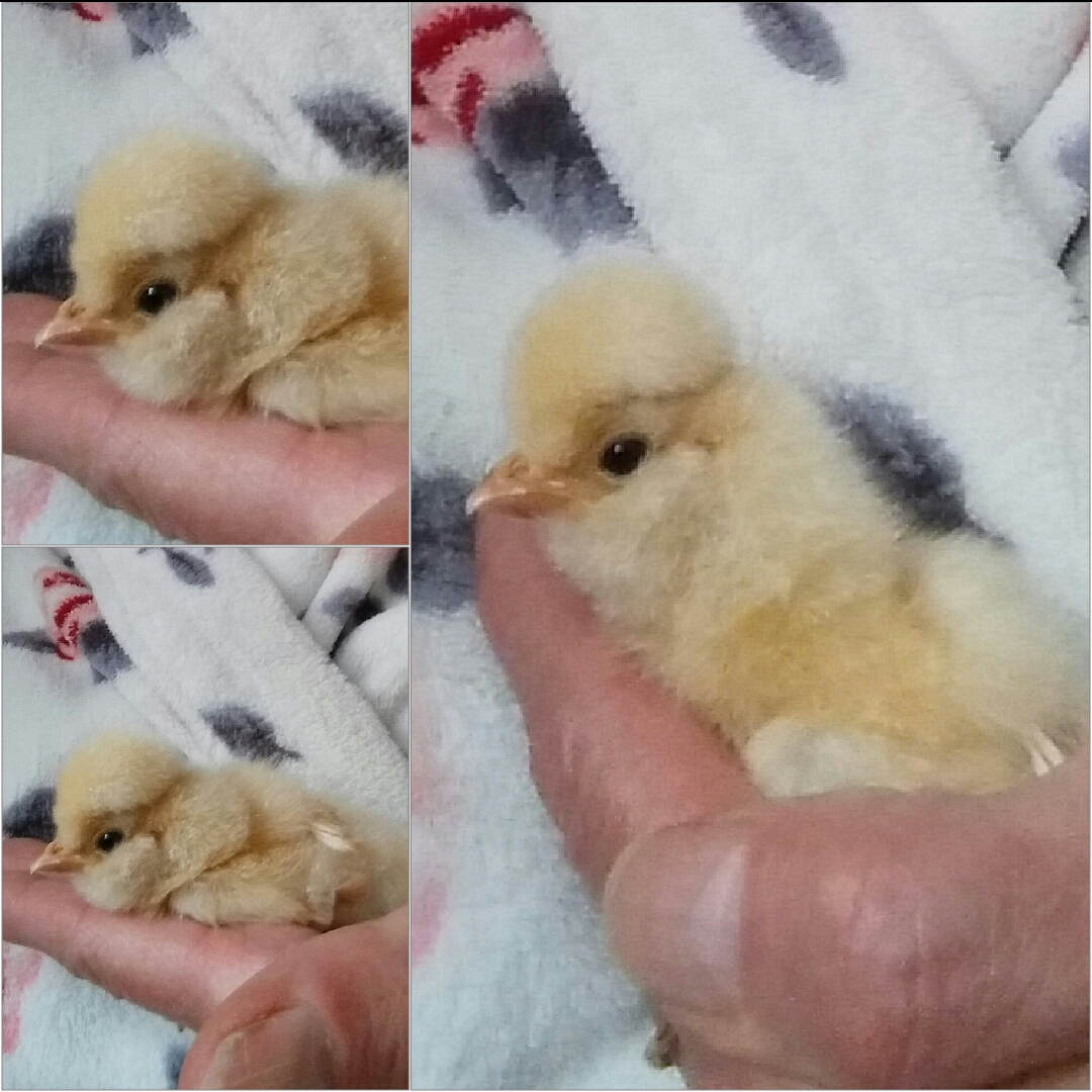 Sophie 2020-05-21