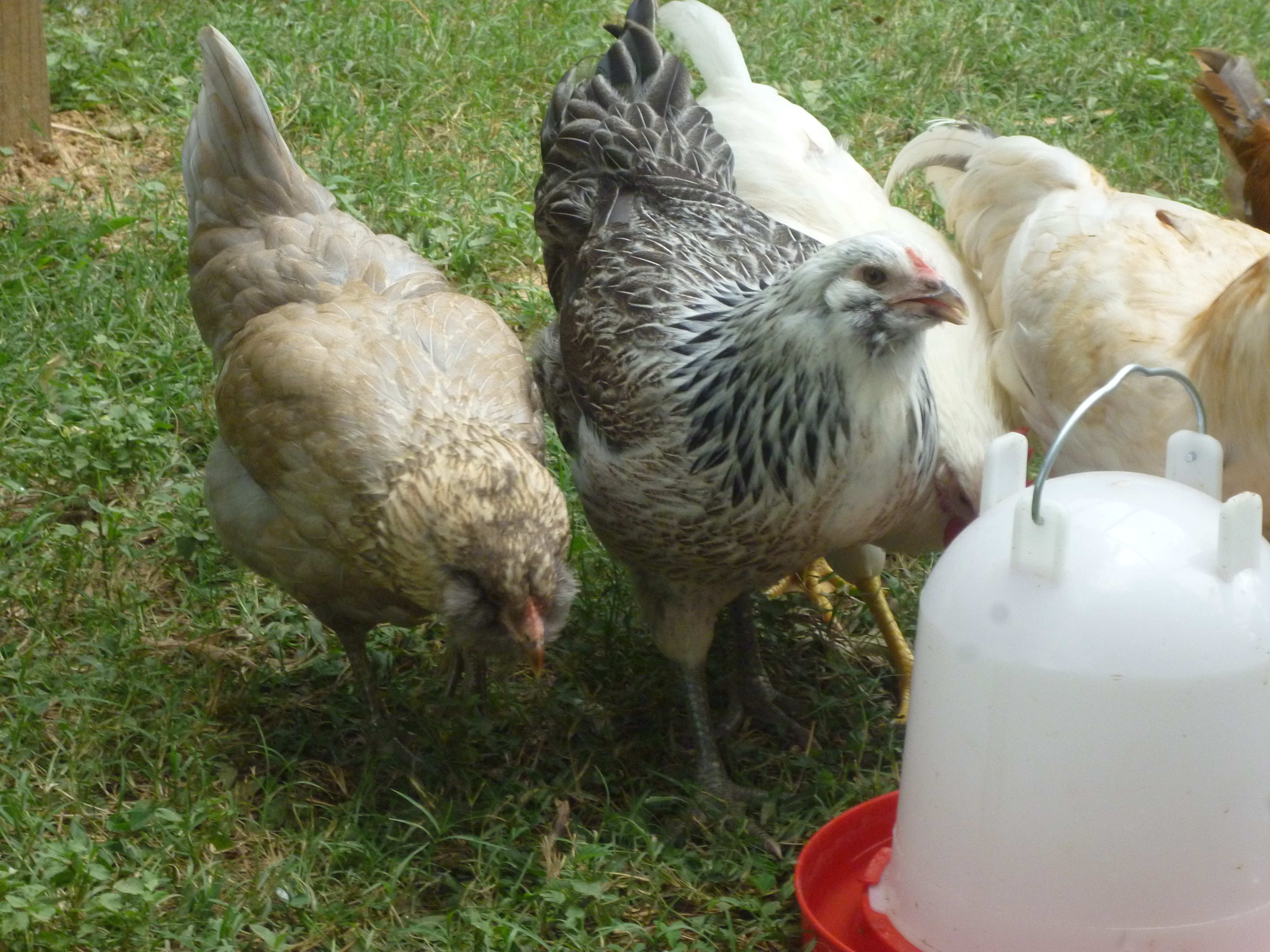 sophie and maggie on left