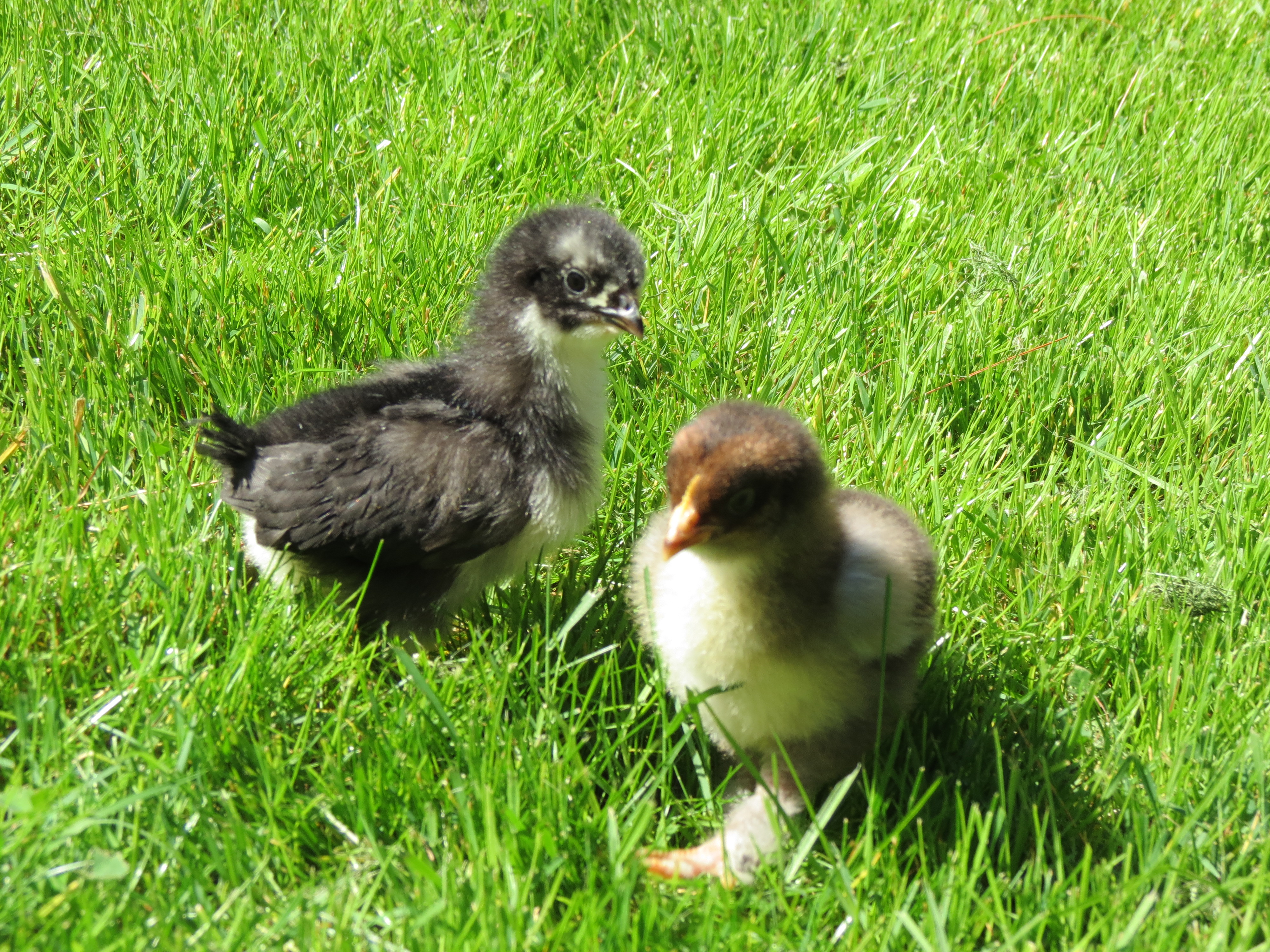 Sophie and Princess Jasmine - 2 weeks old