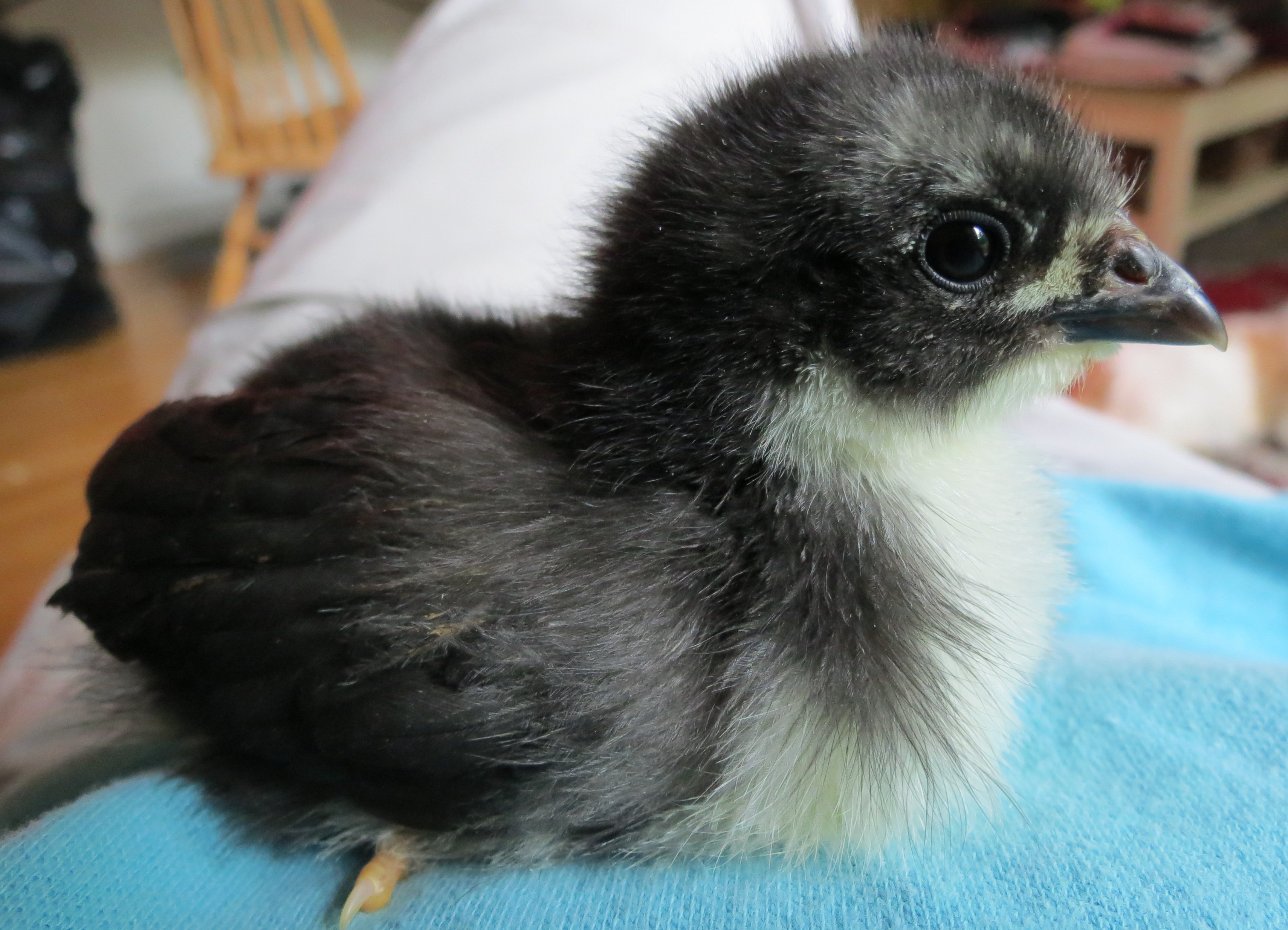 Sophie at 2 weeks - Black Australorp