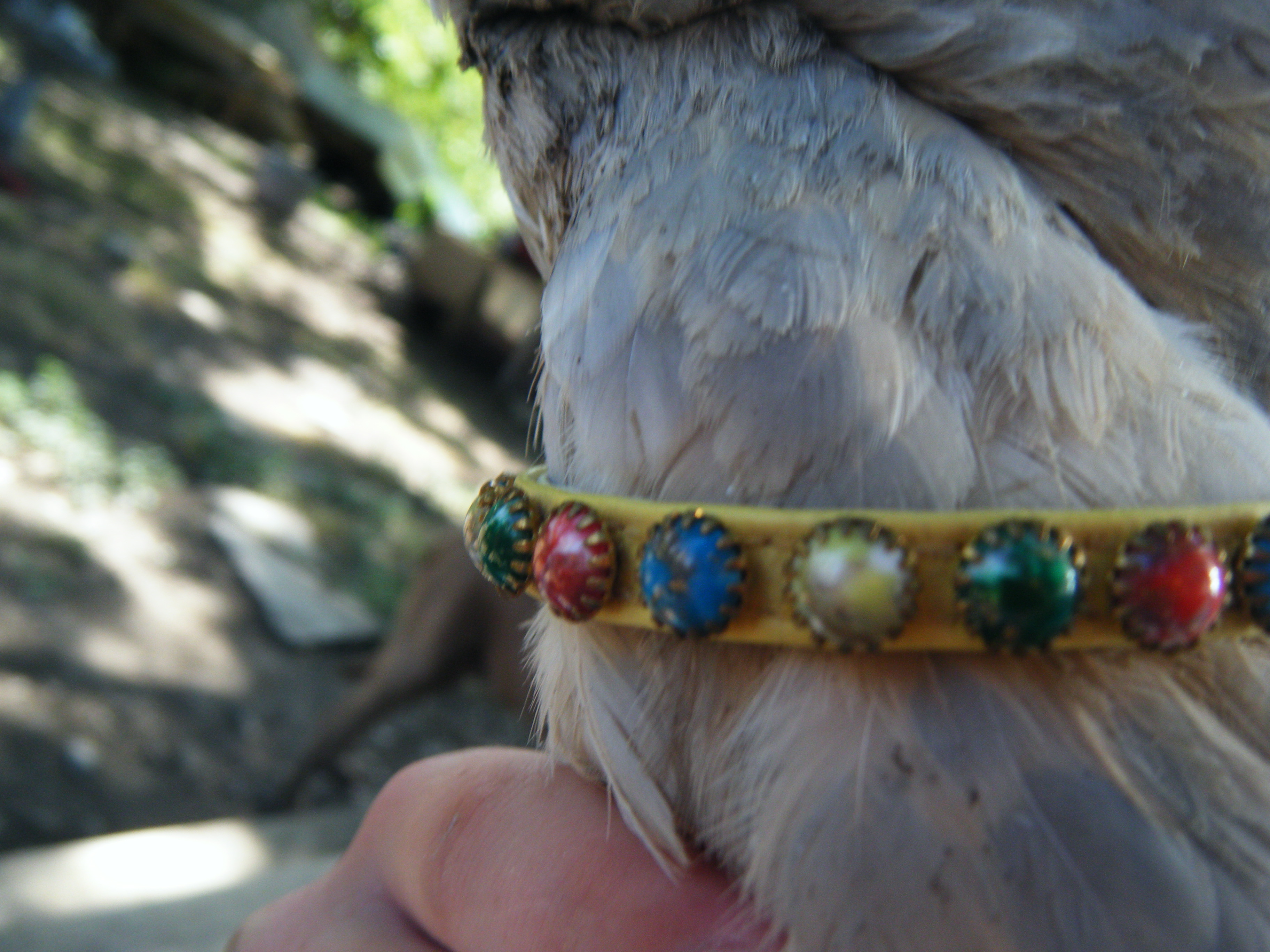 Sophie got a collar. :P