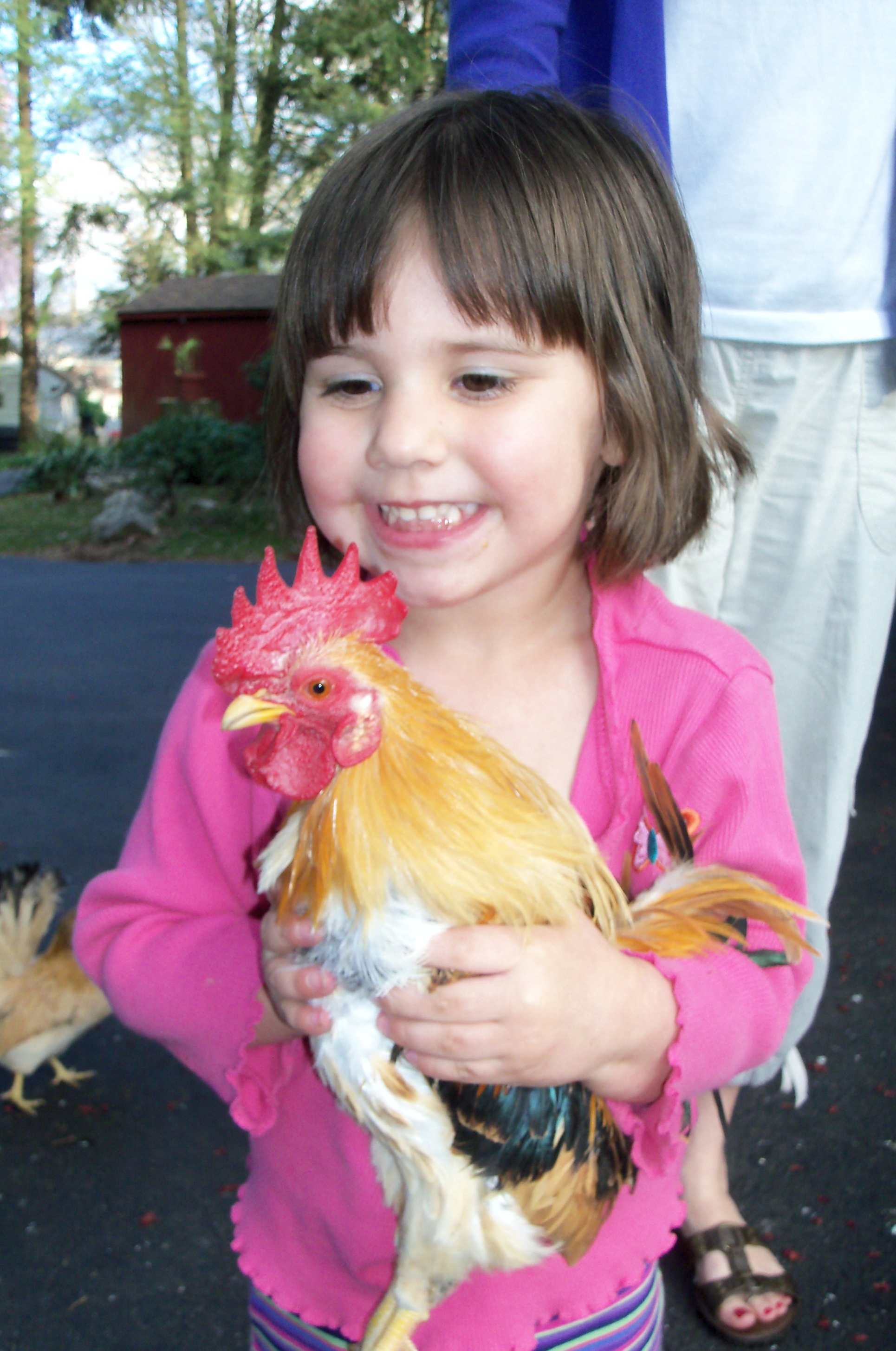 Sophie the serama chicken ranger