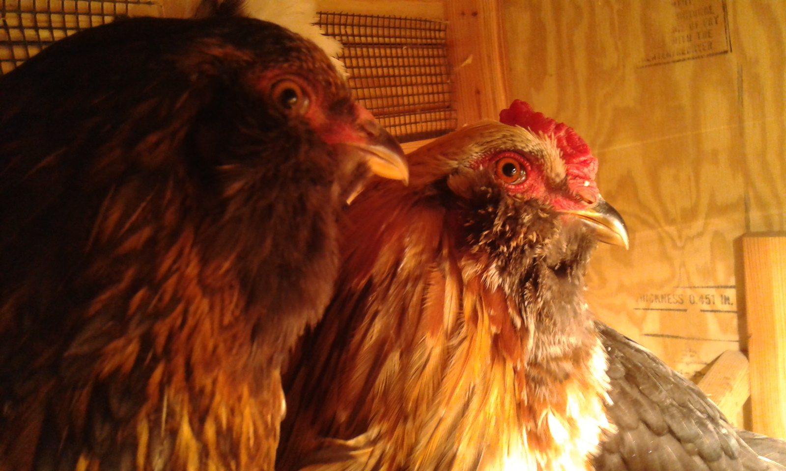 Soren and Sir Peep the Roo with Eyebrows, who's eyebrows have sadly dissapeared under his other color feathers. Still waiting for Soren's first egg! 11/18/12