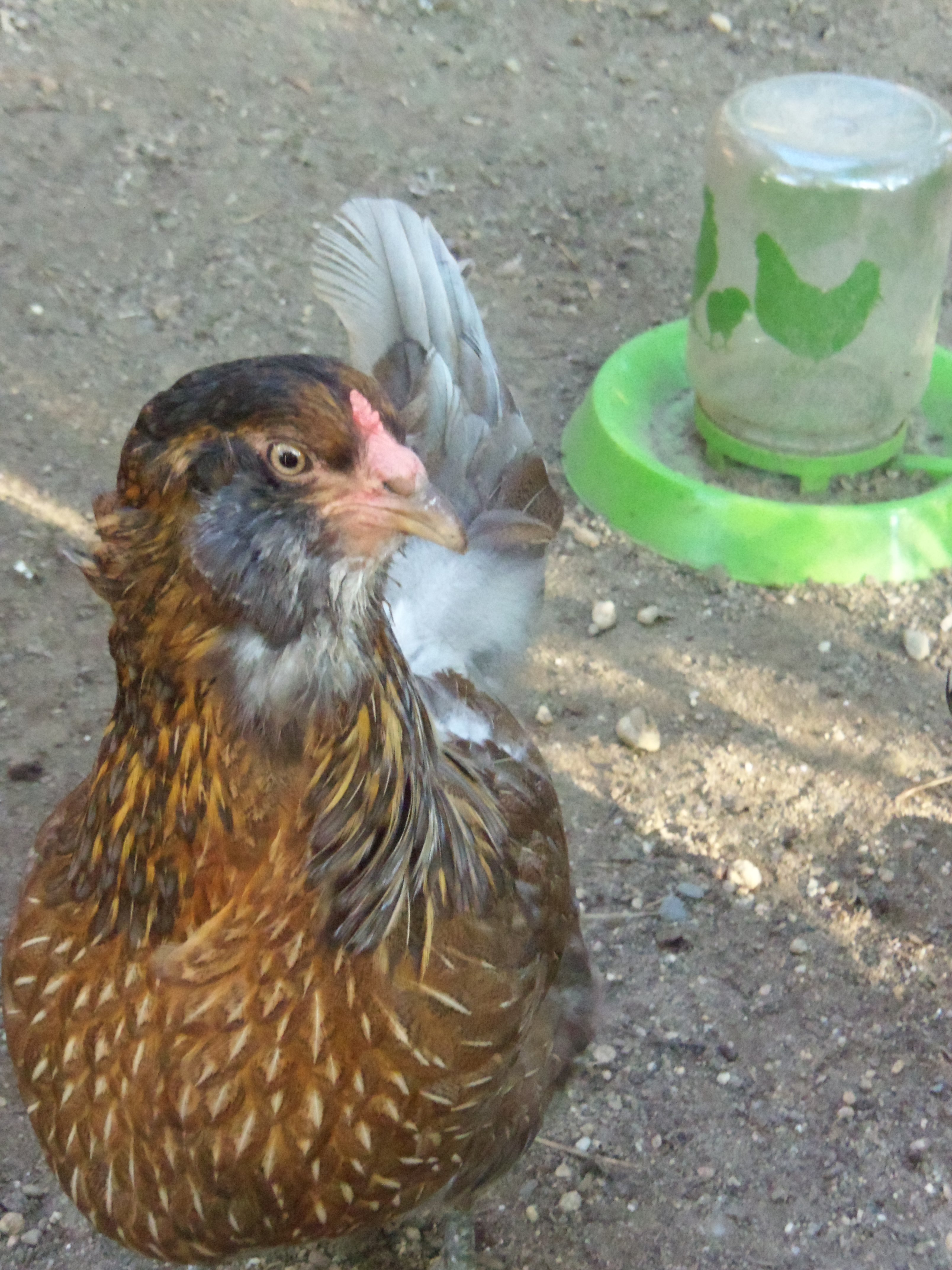 Soren, the Easter Egger hen, she lays a large light green egg.