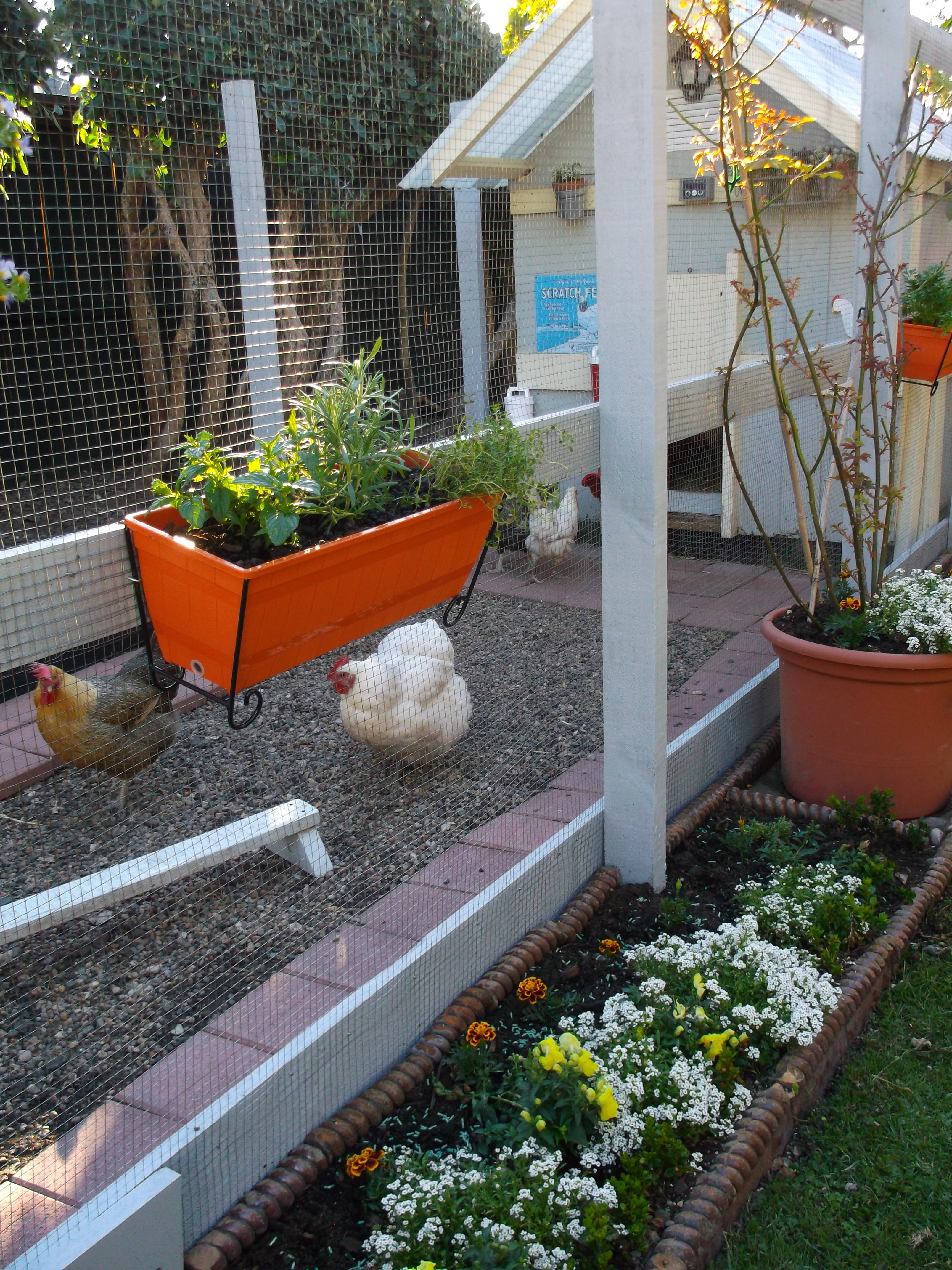 Sorry Biscuit and Mabel you can't get your beaks through this mesh to eat the plants.