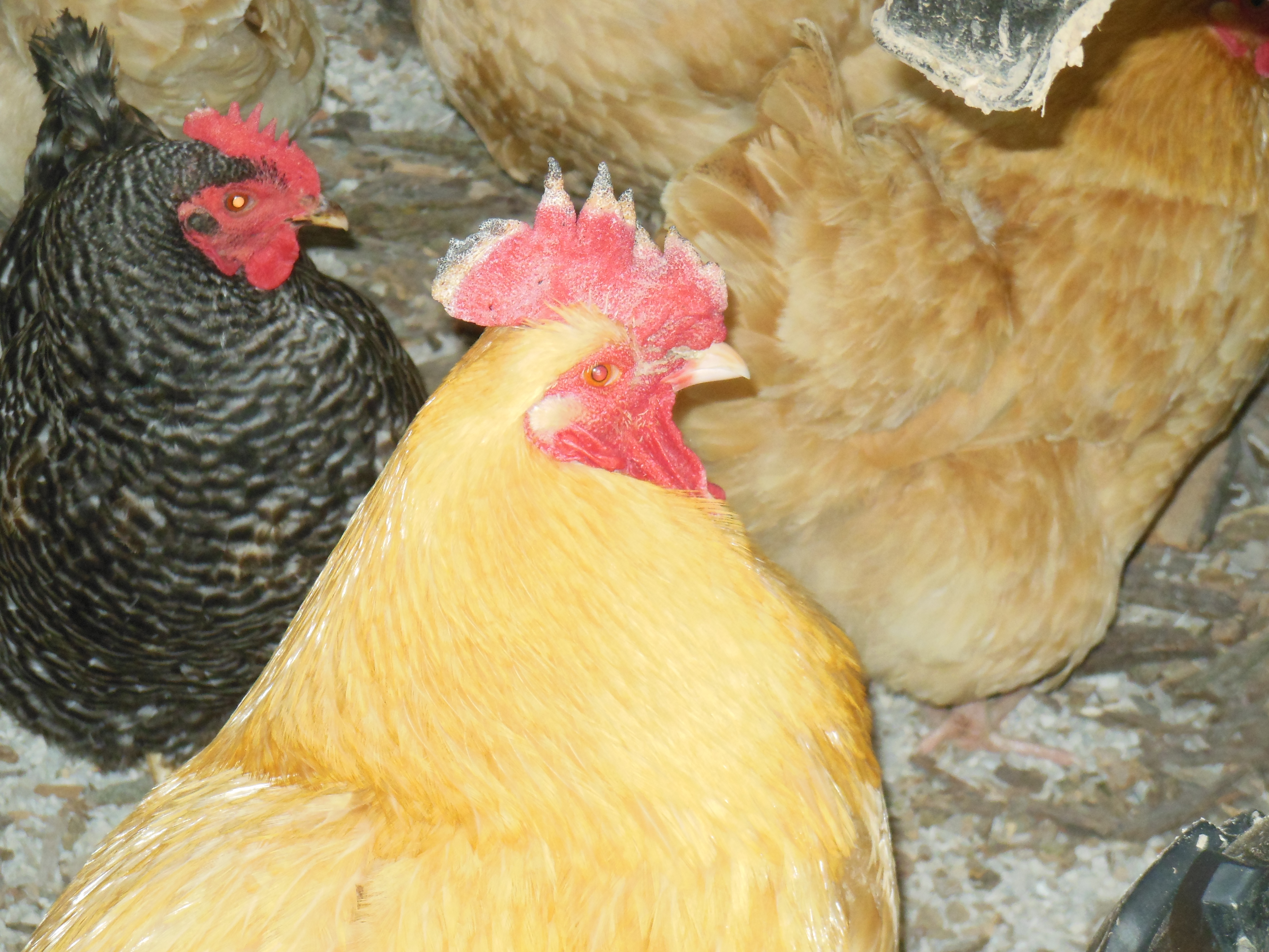 Sounder is with his ladies