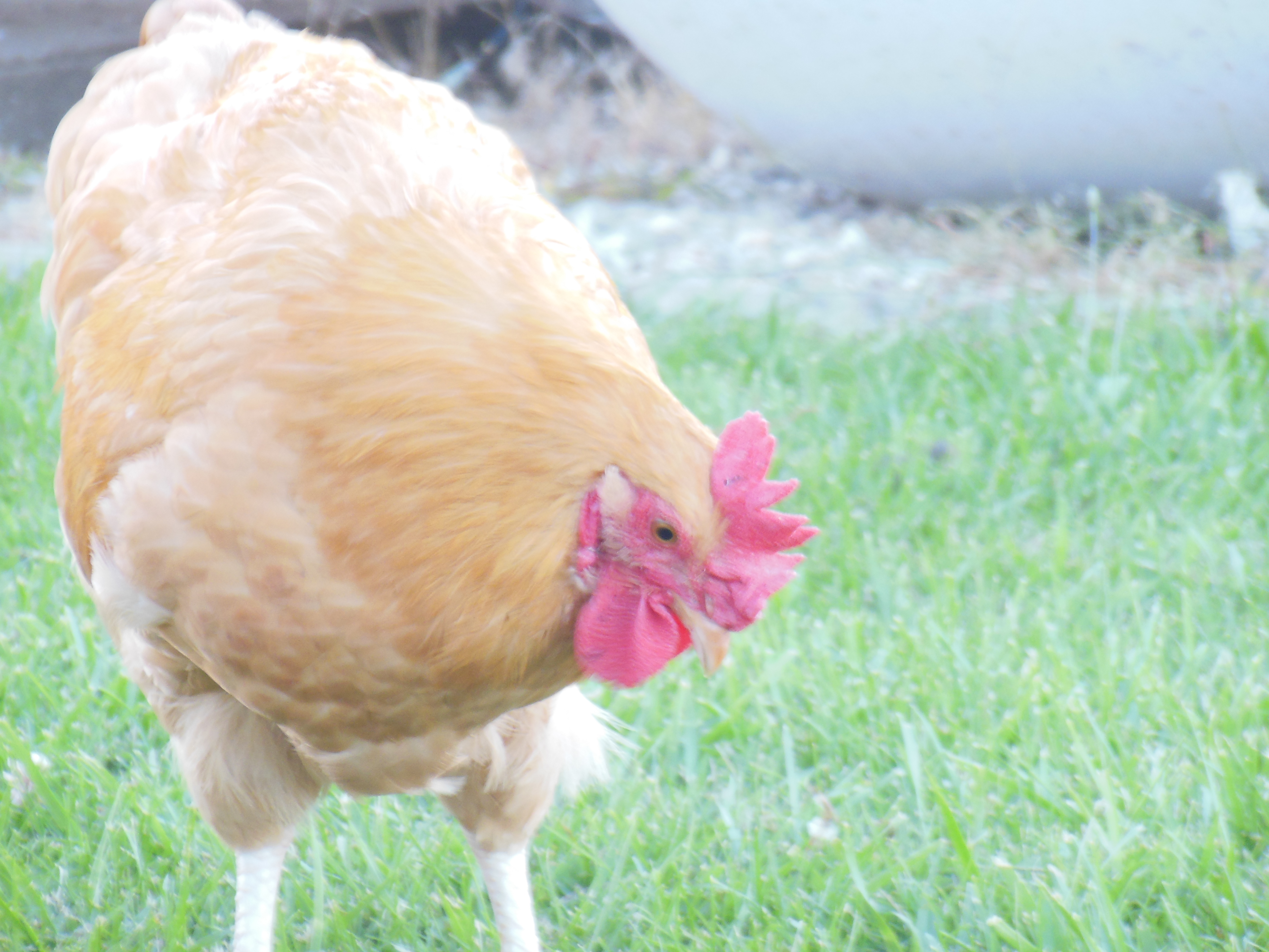 Sounder the Rooster