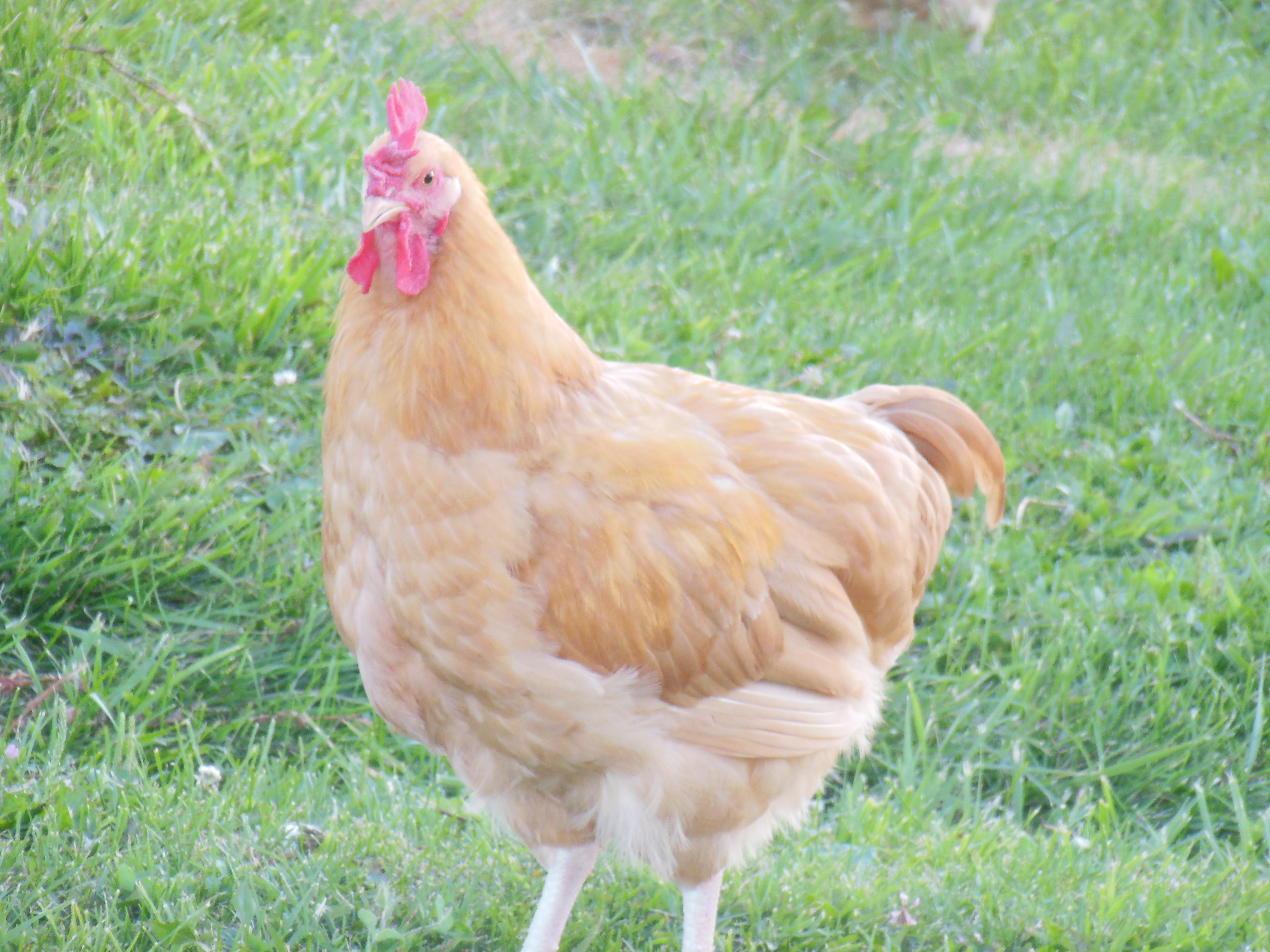 Sounder